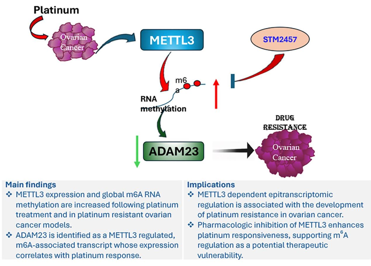 Epitranscriptomic Regulation of Platinum Resistance via the METTL3 ...