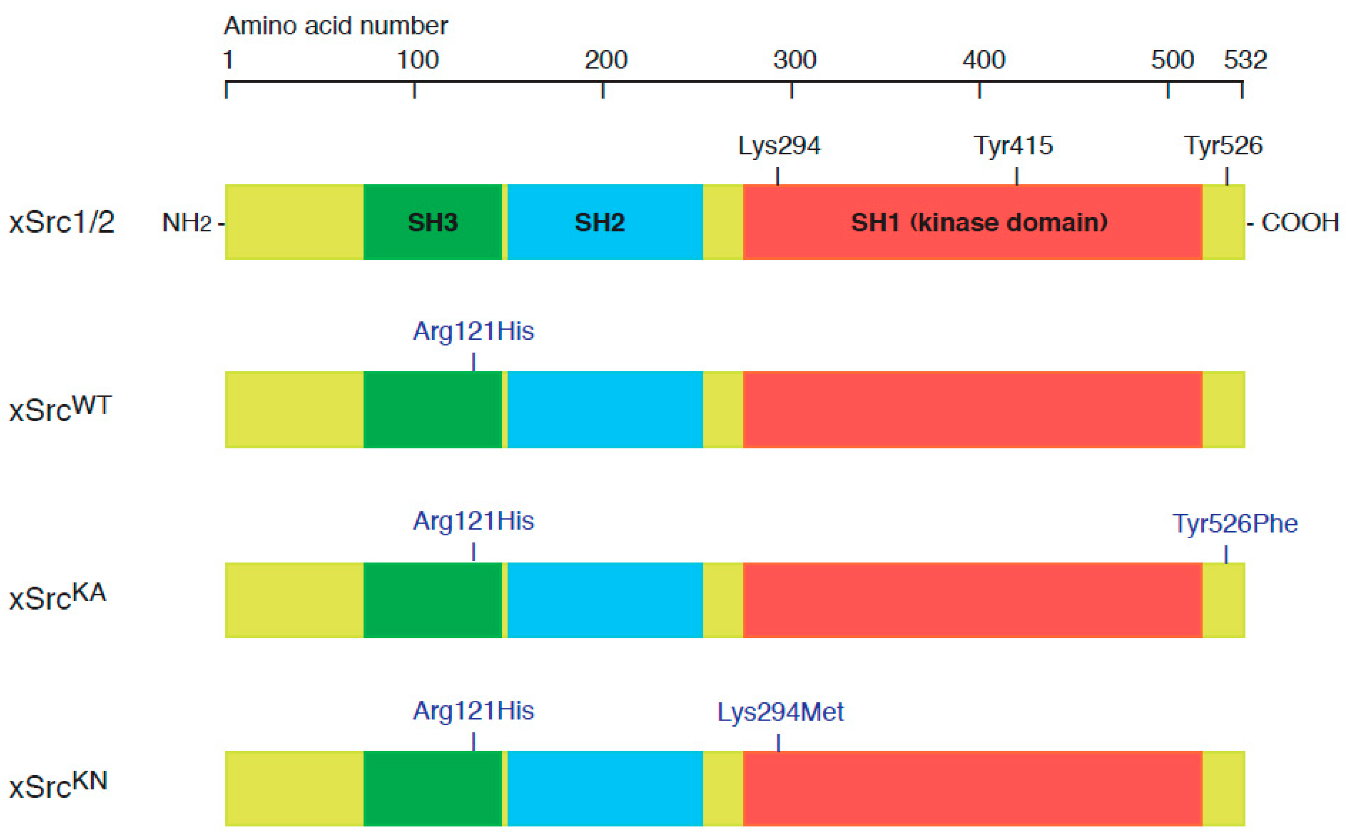Functional Roles of Src Kinase Activity in Oocyte Maturation and ...