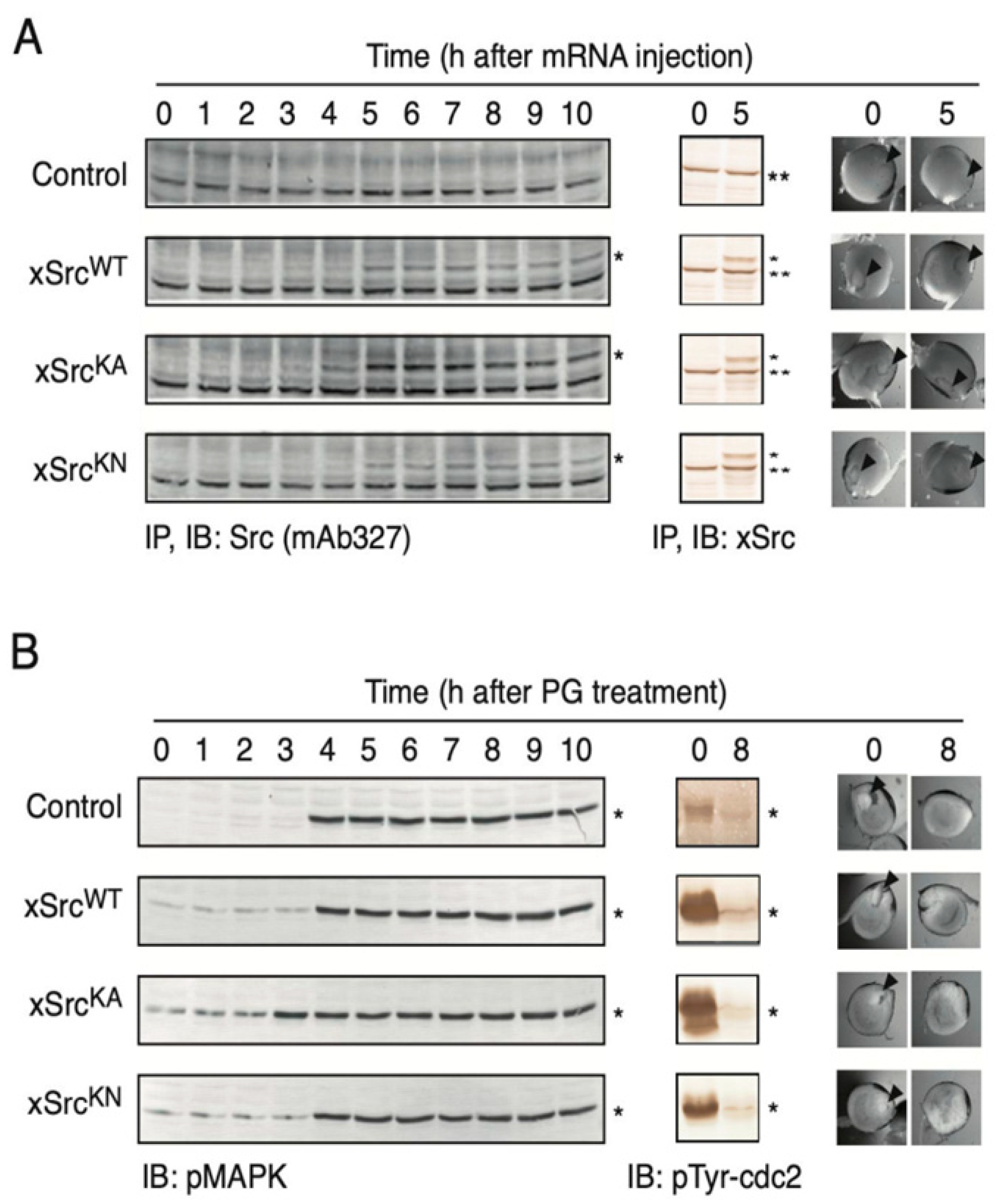 Functional Roles of Src Kinase Activity in Oocyte Maturation and ...