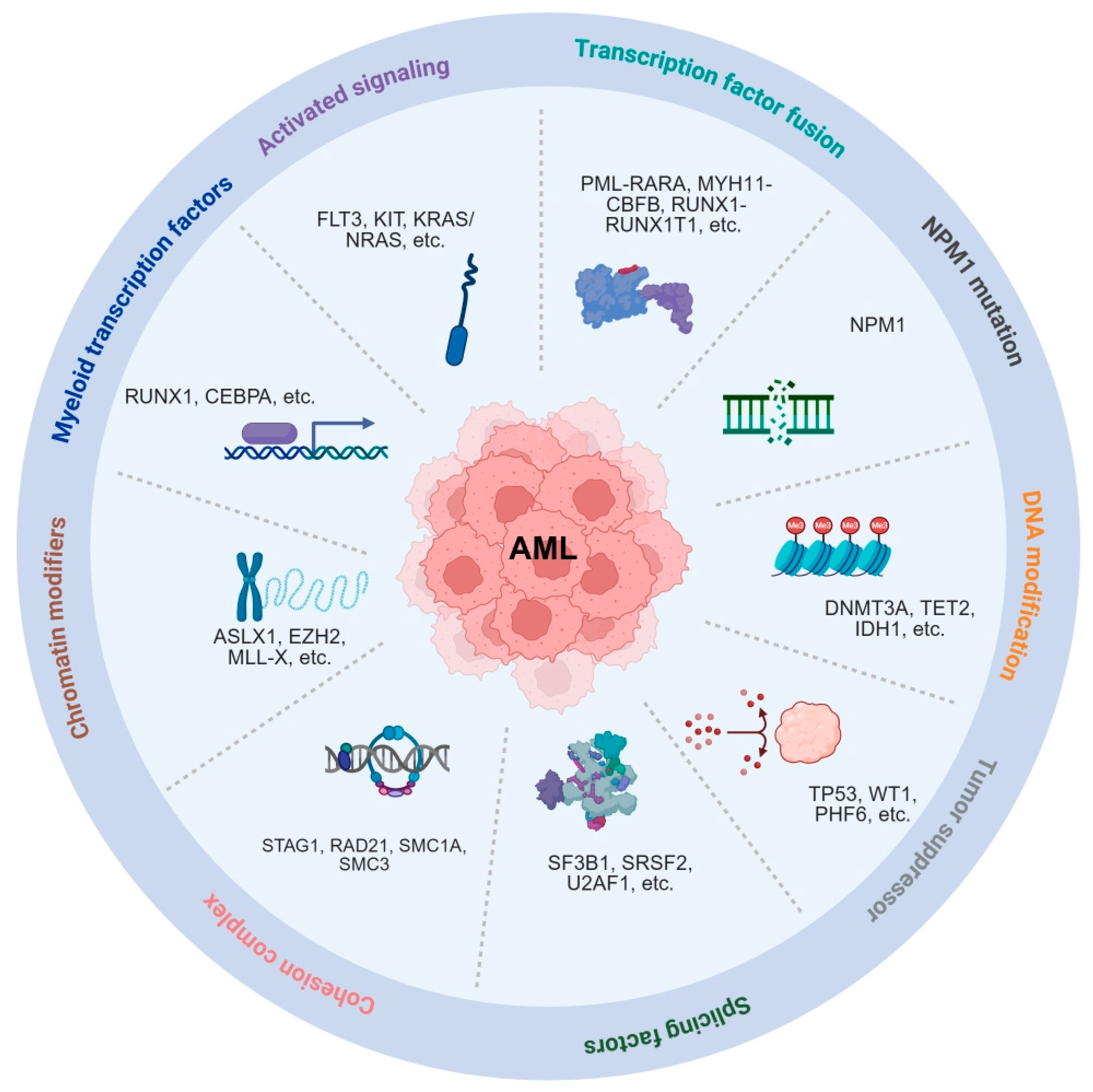 Inside the Battle Against Acute Myeloid Leukemia: Biology ...