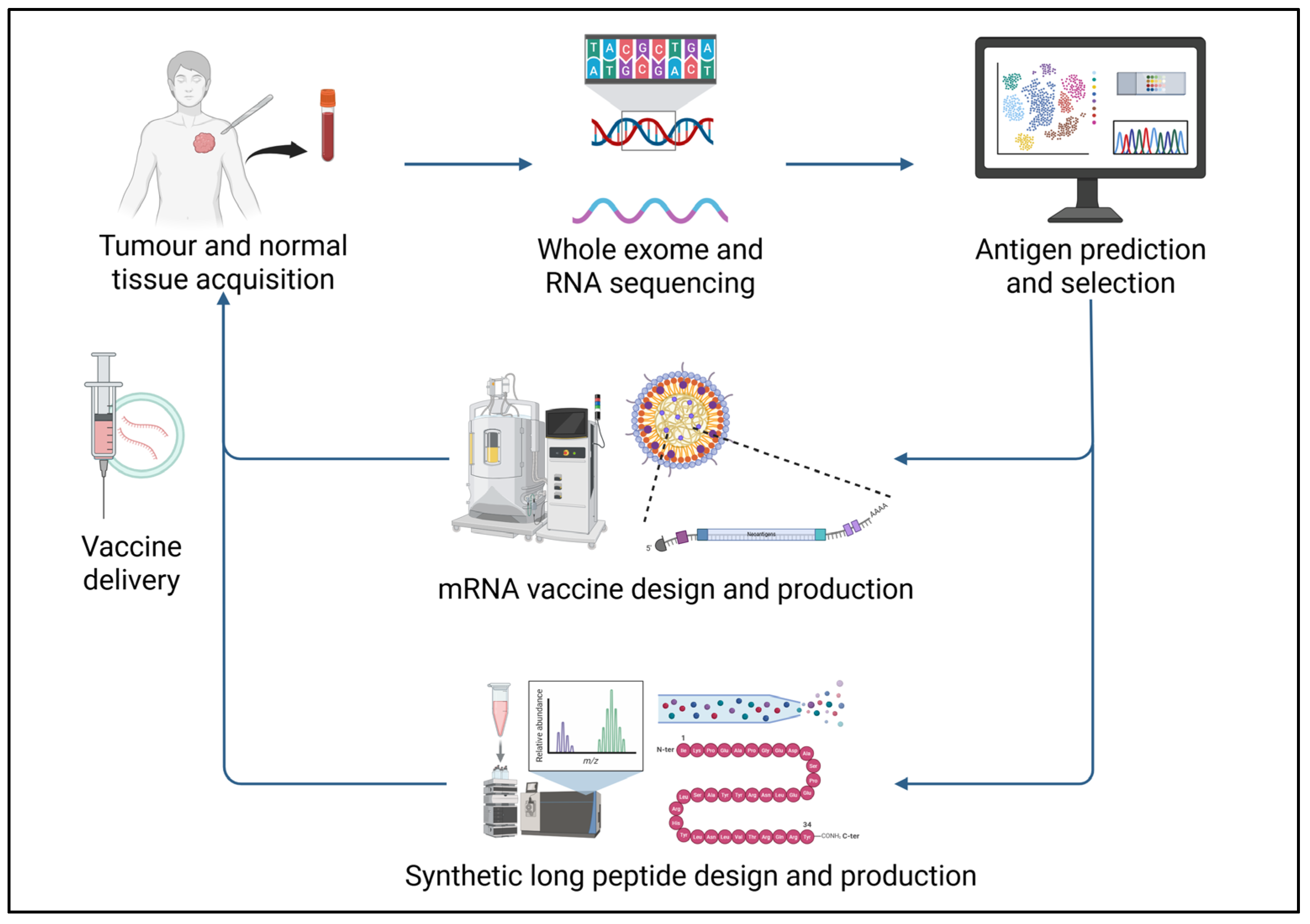 mRNA and Peptide Vaccines in Melanoma—Current Landscape and Future ...