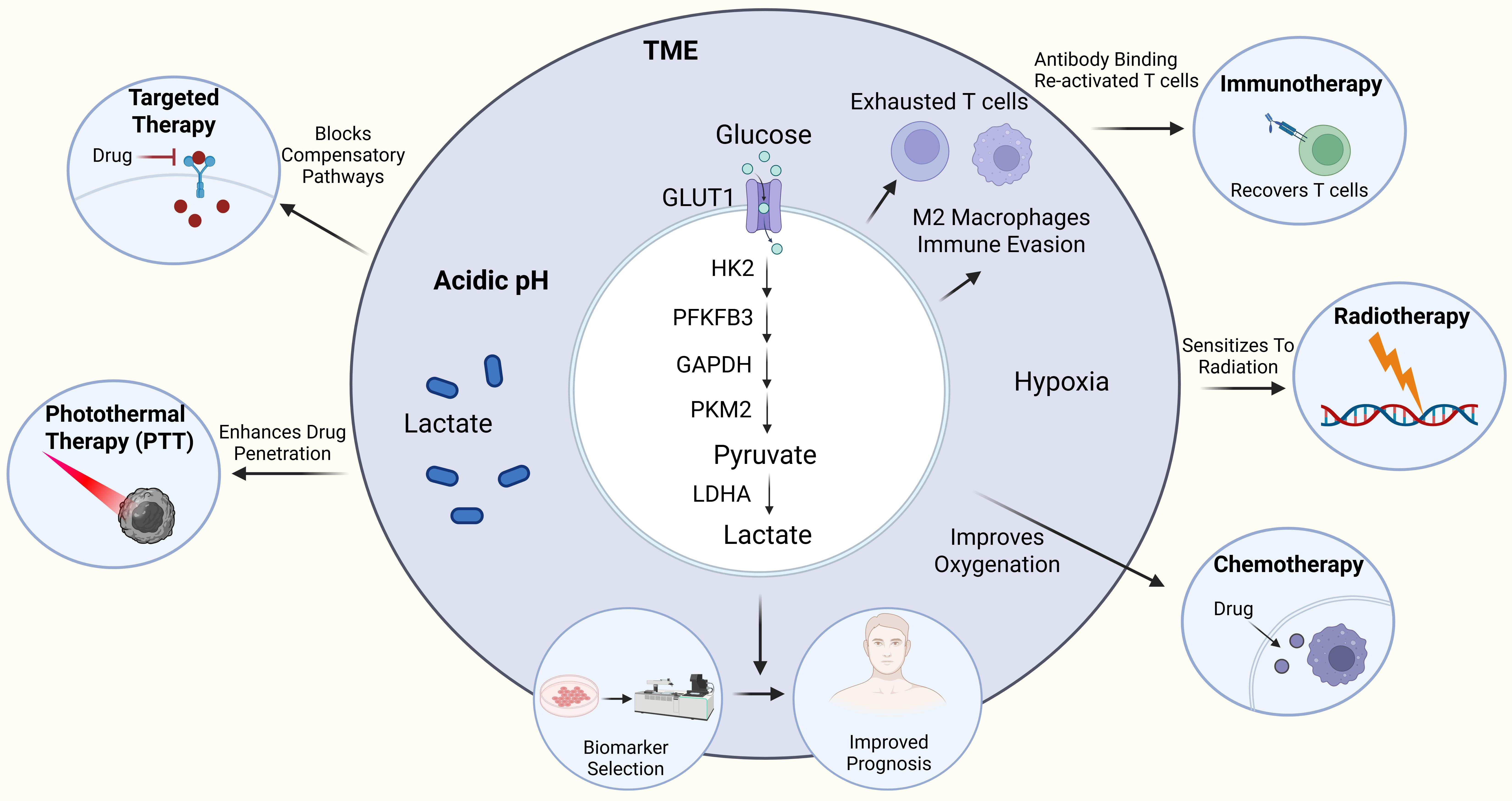 Targeting Glycolytic Metabolism in Cancer Therapy: Current Approaches ...