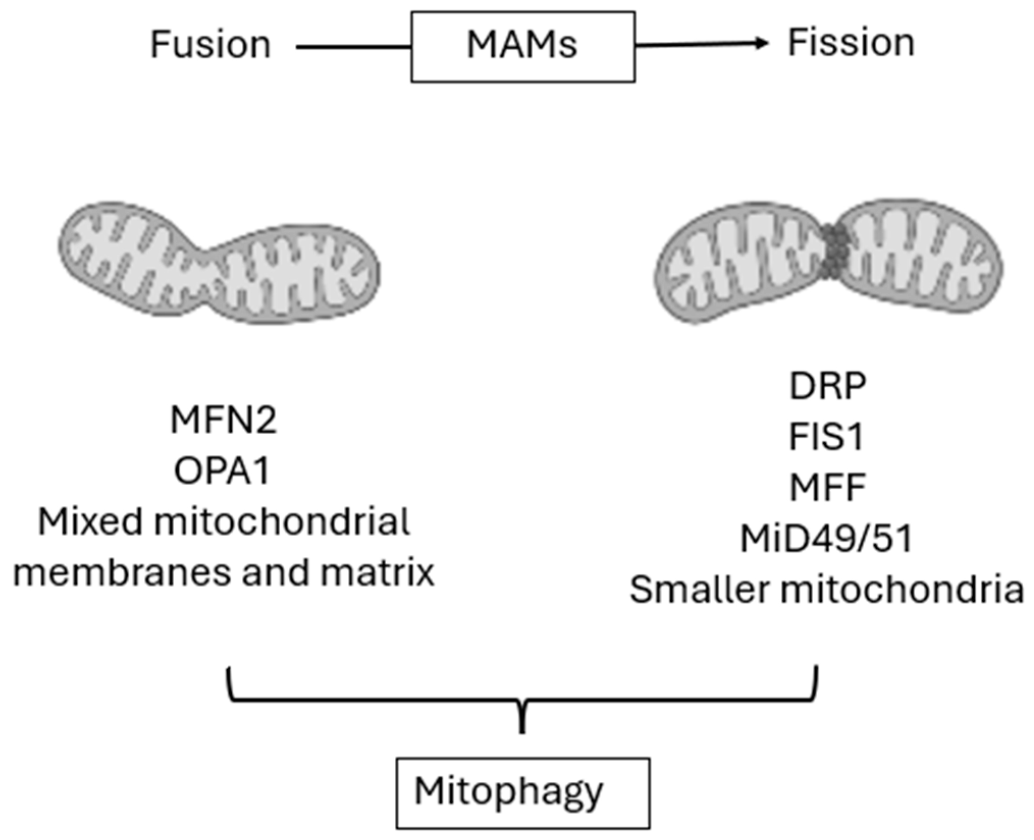 Mitochondria at the Crossroads of Cardiovascular Disease: Mechanistic ...