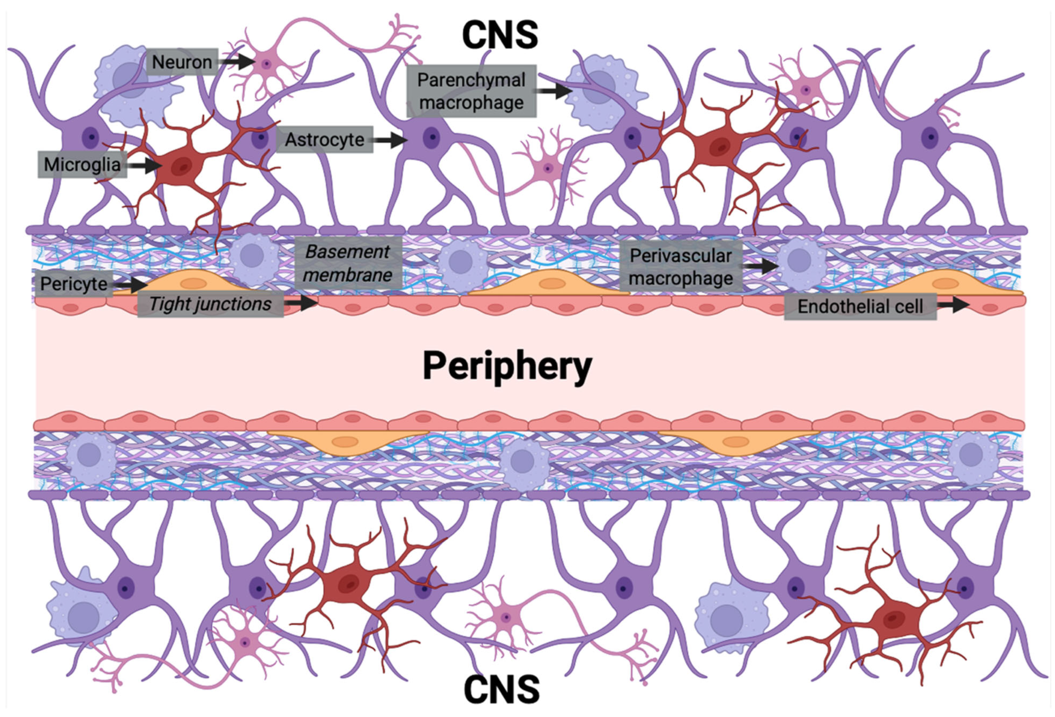 Inflammation-Associated Mechanisms of Blood–Brain Barrier Disruption ...