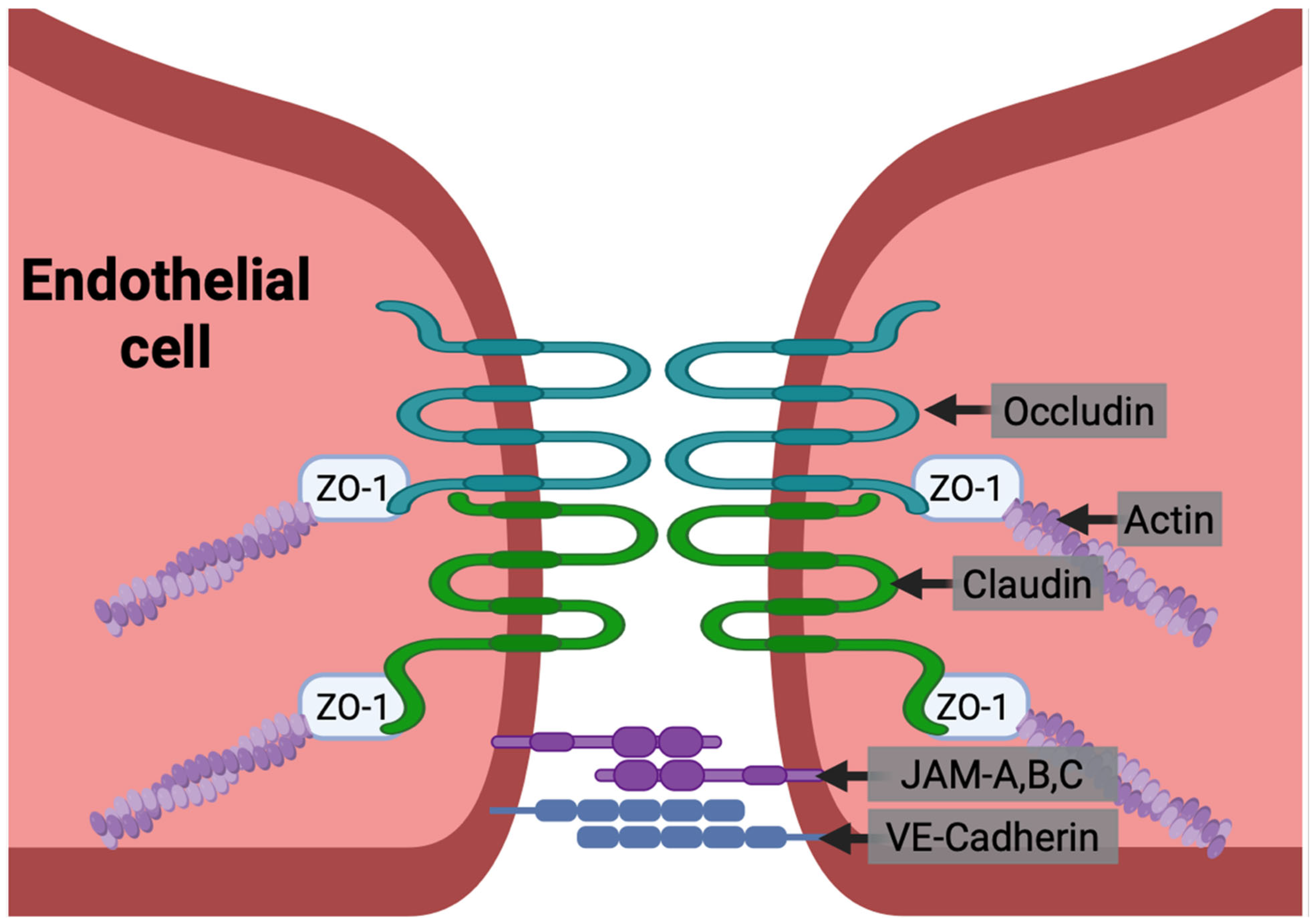 Inflammation-Associated Mechanisms of Blood–Brain Barrier Disruption ...