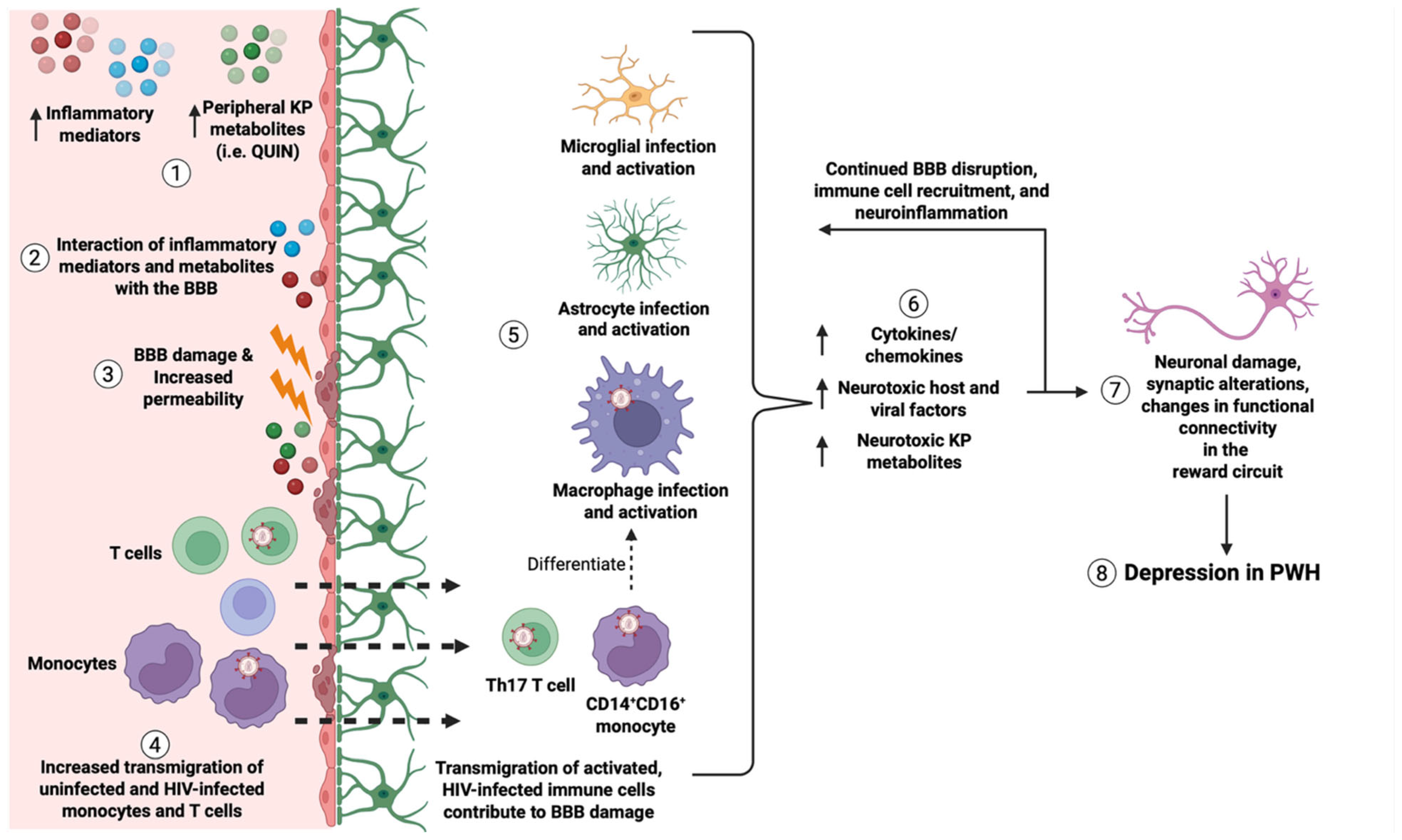 Inflammation-Associated Mechanisms of Blood–Brain Barrier Disruption ...
