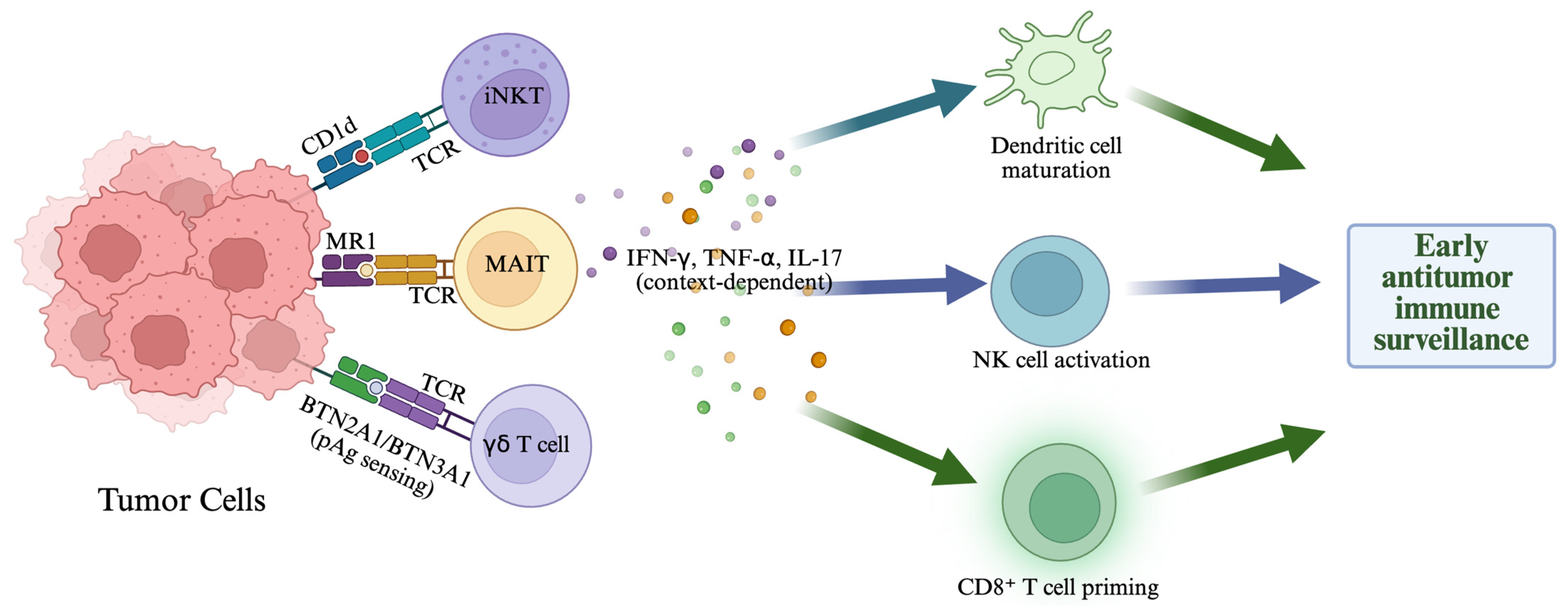 Innate-like T Cell Biology in the Tumor Microenvironment Implications ...