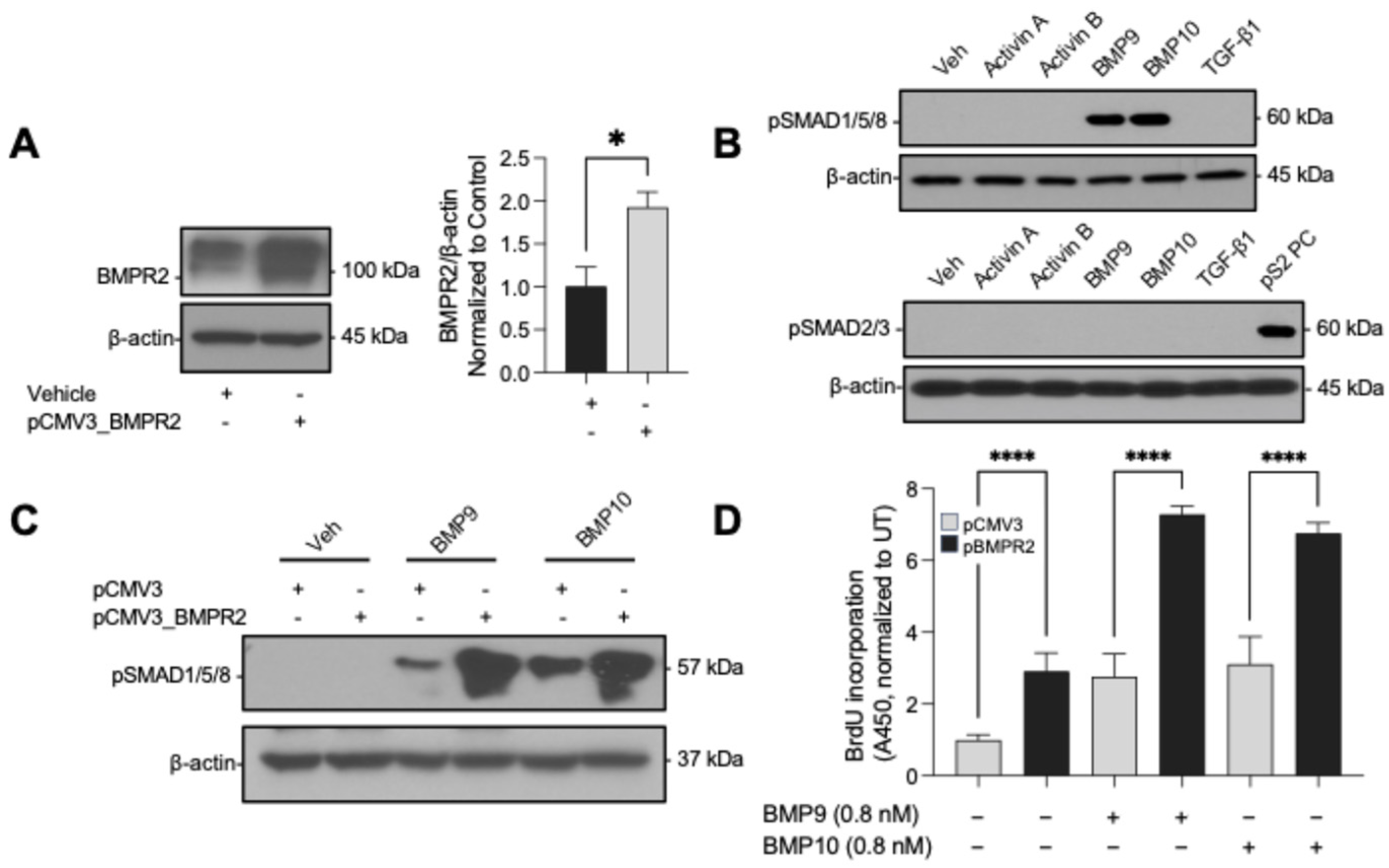 BMPR2 Dosage Gates BMP9/10 Signaling Output in Pulmonary Artery Endothelium