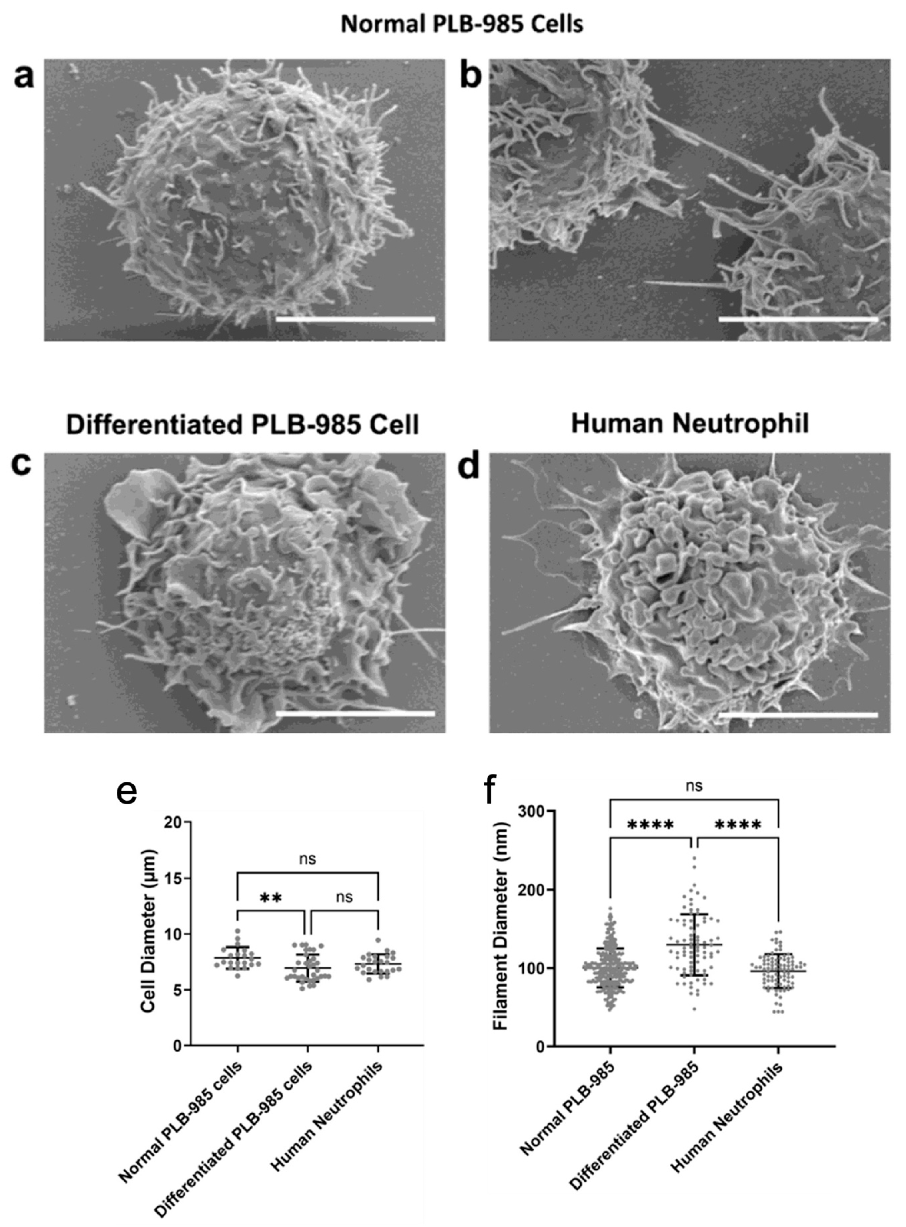 A Neutrophil-like Cell Model as Substitute for Human Neutrophils in ...