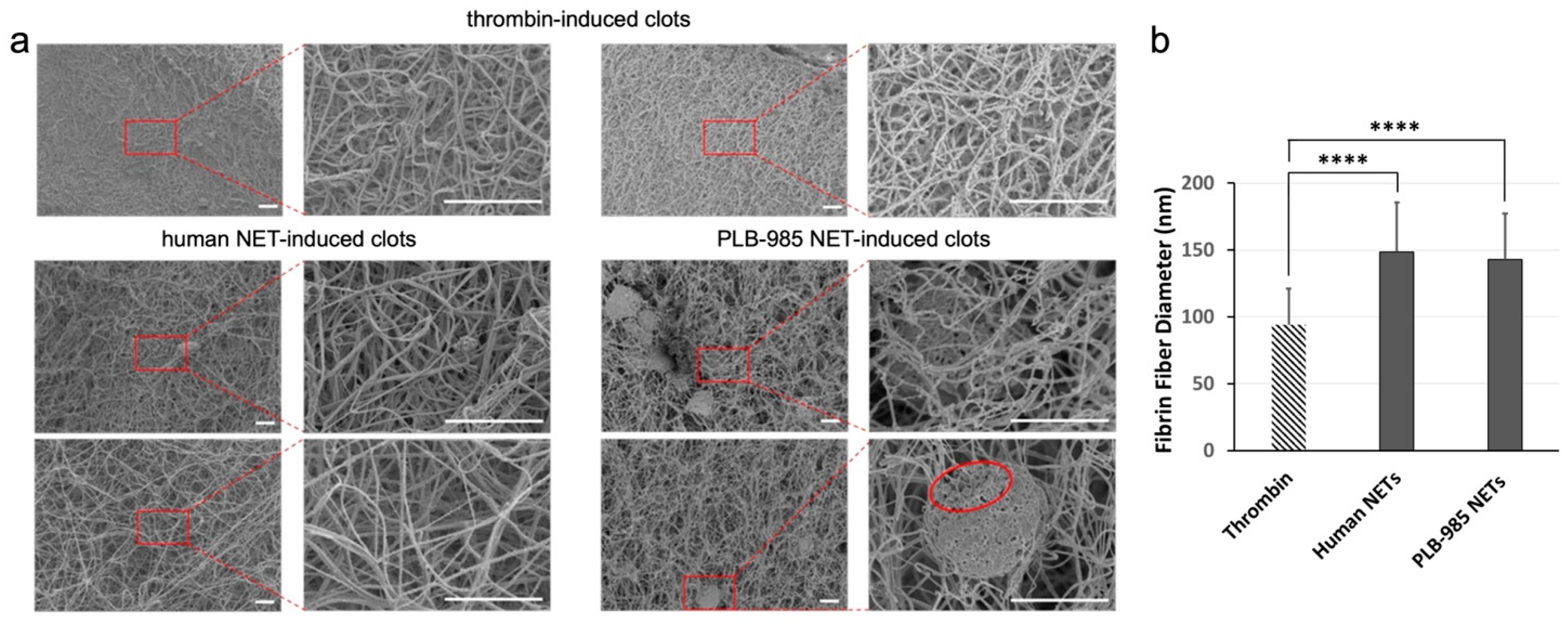 A Neutrophil-like Cell Model as Substitute for Human Neutrophils in ...