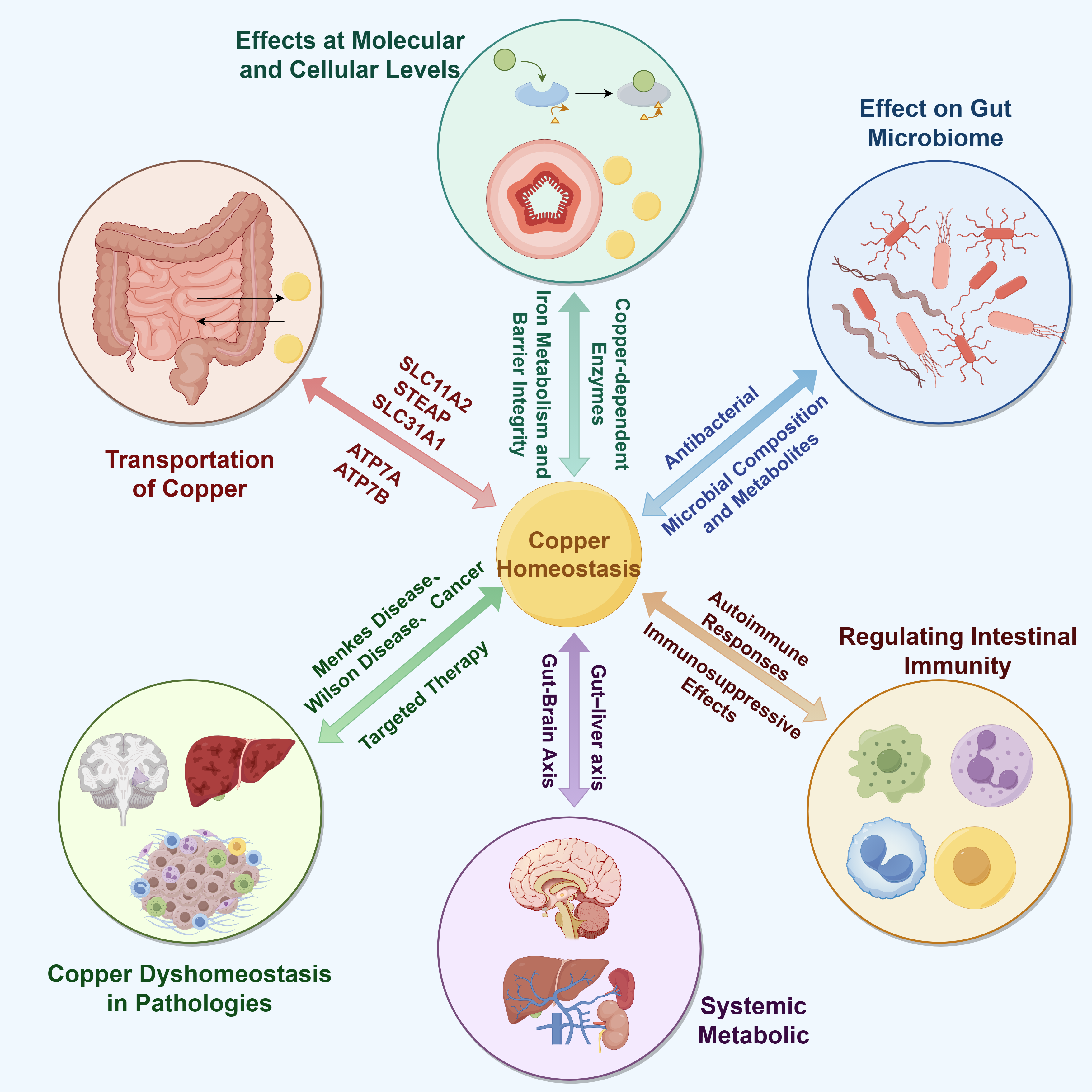 Multifaceted Role of Copper Homeostasis in Gut Health: From Molecular ...