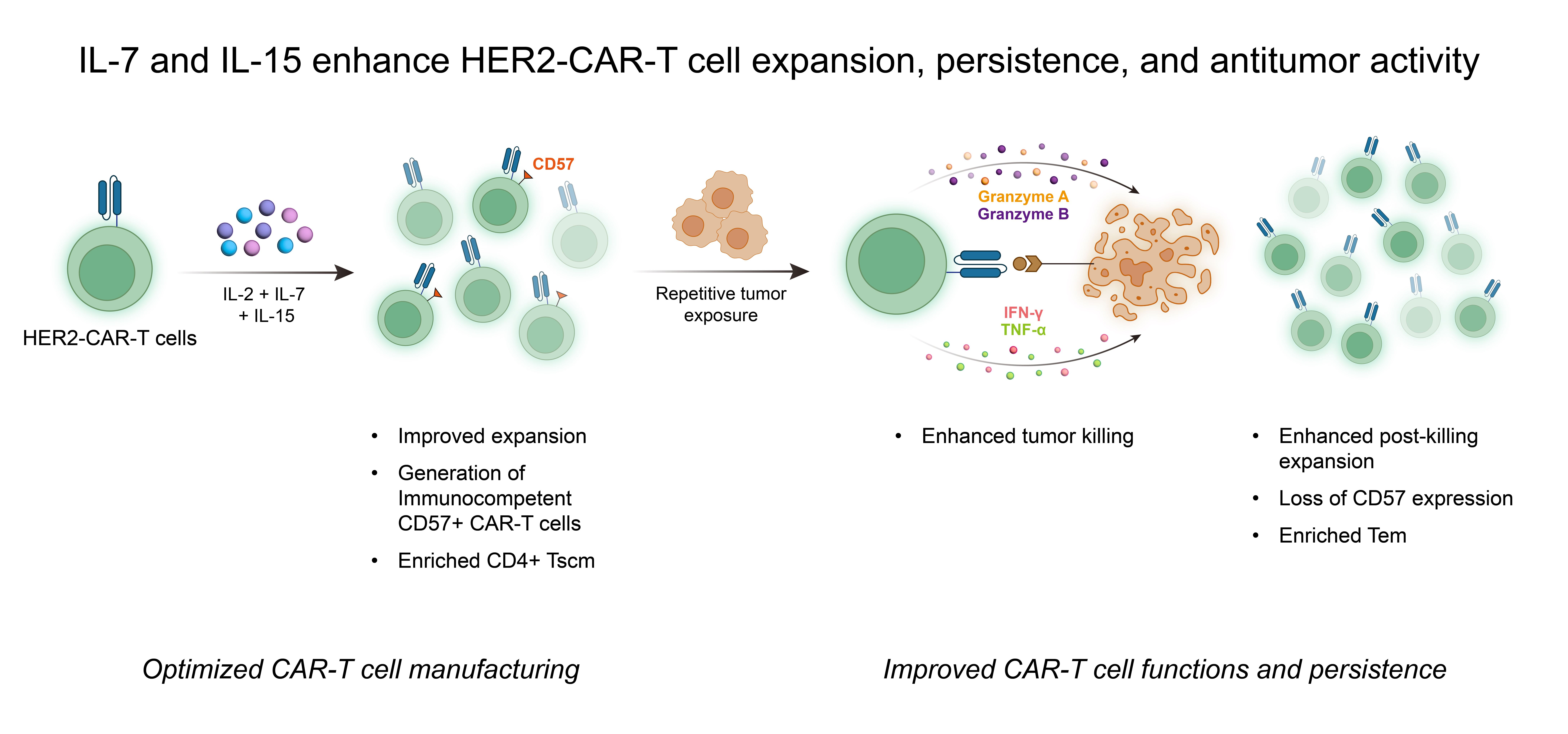 Empowerment of CAR-T Cells by IL-7 and IL-15 Boosts Their Efficacy ...