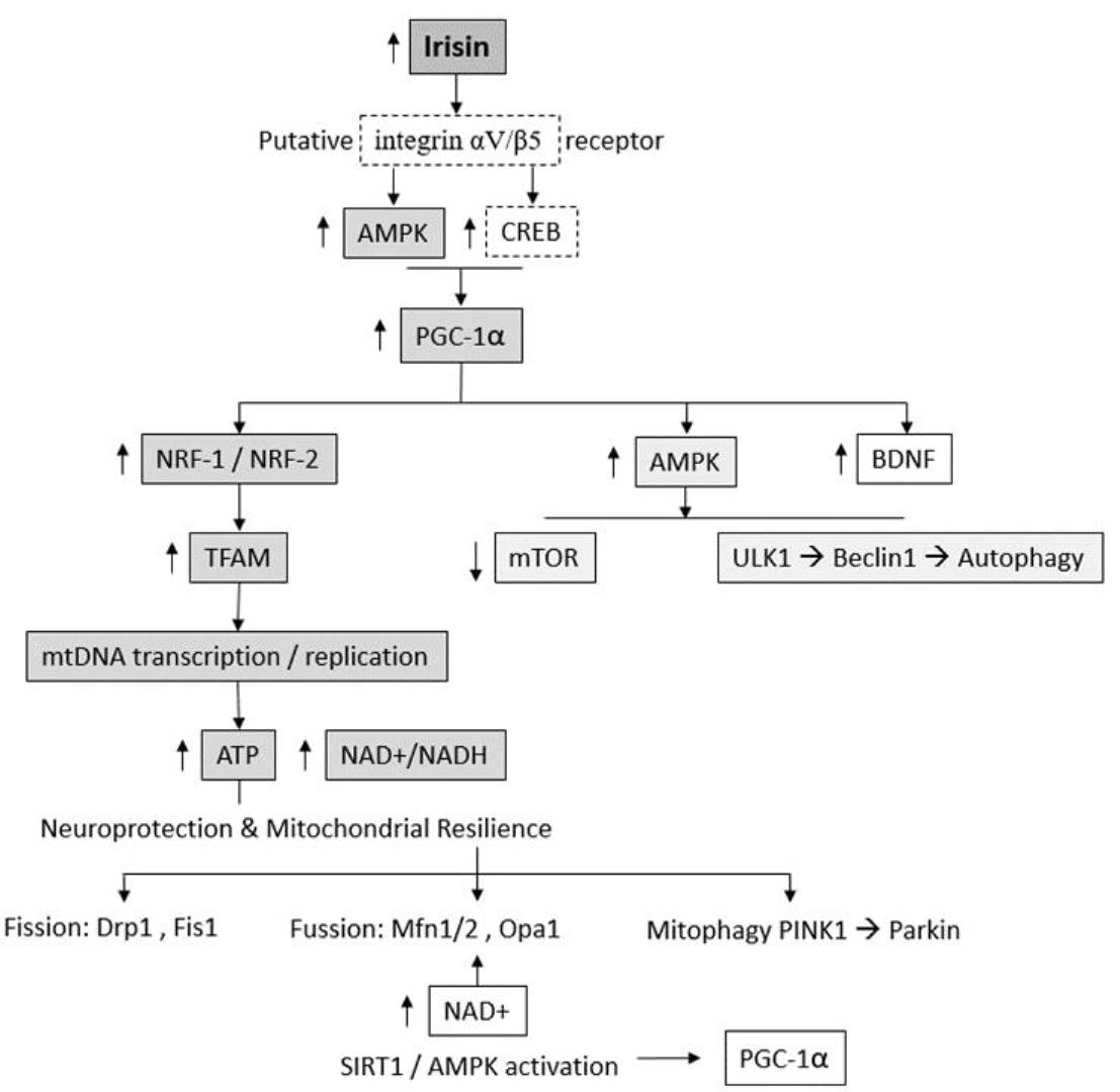 Snapshot of Irisin As A Regulator Of Brain Energy Homeostasis Implications