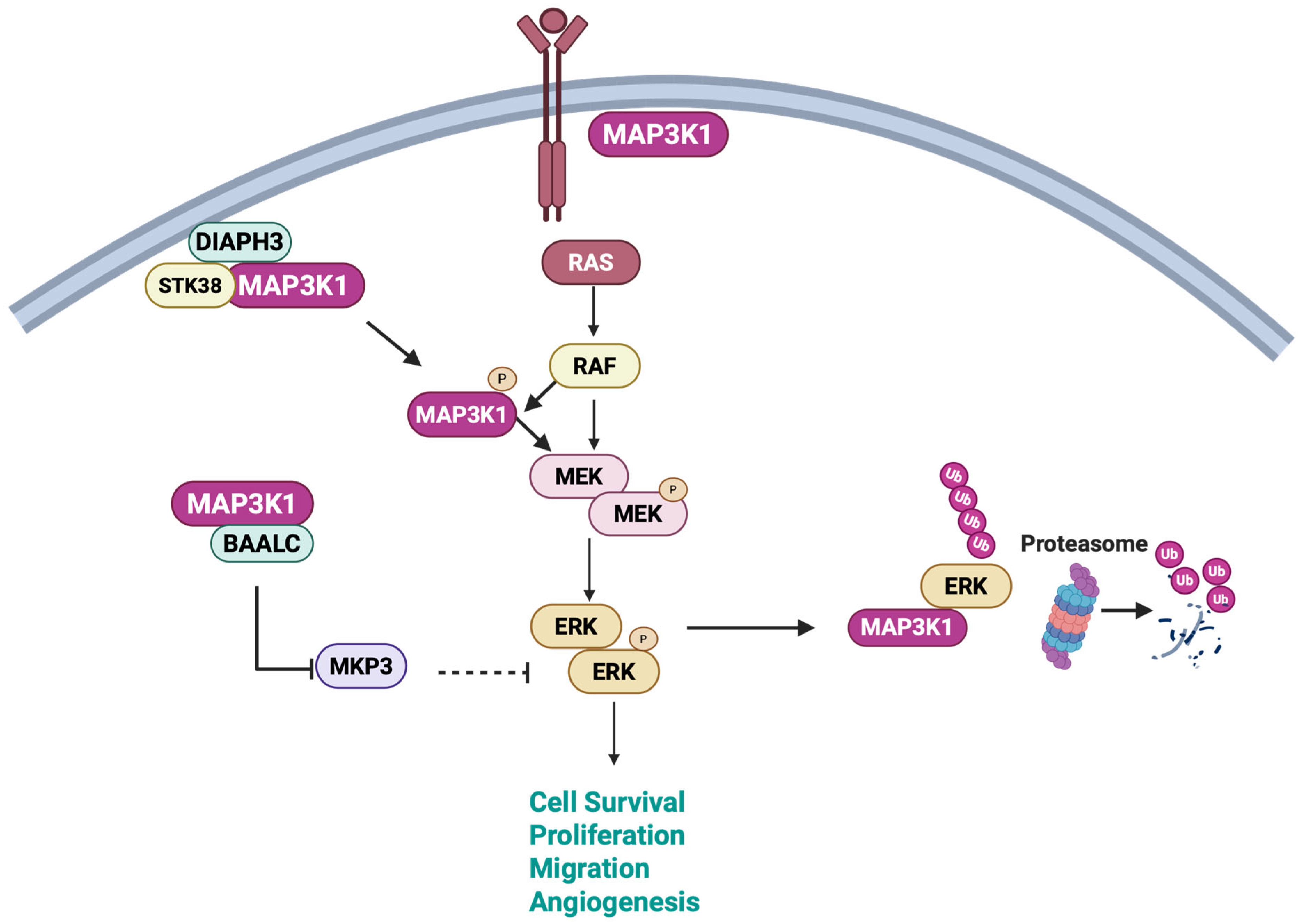 MAP3K1: A Multifunctional Kinase at the Crossroads of Cancer ...