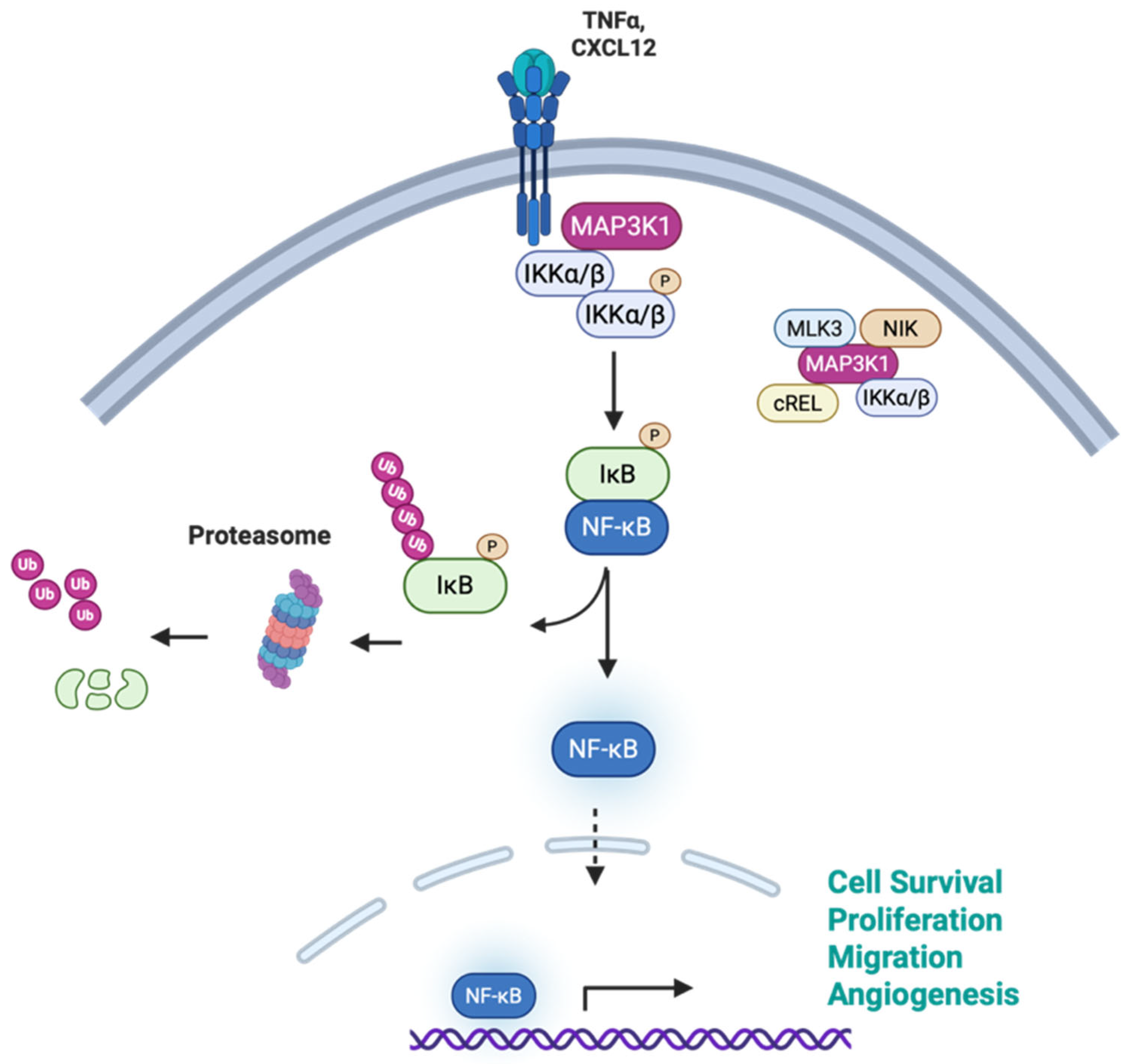 MAP3K1: A Multifunctional Kinase at the Crossroads of Cancer ...