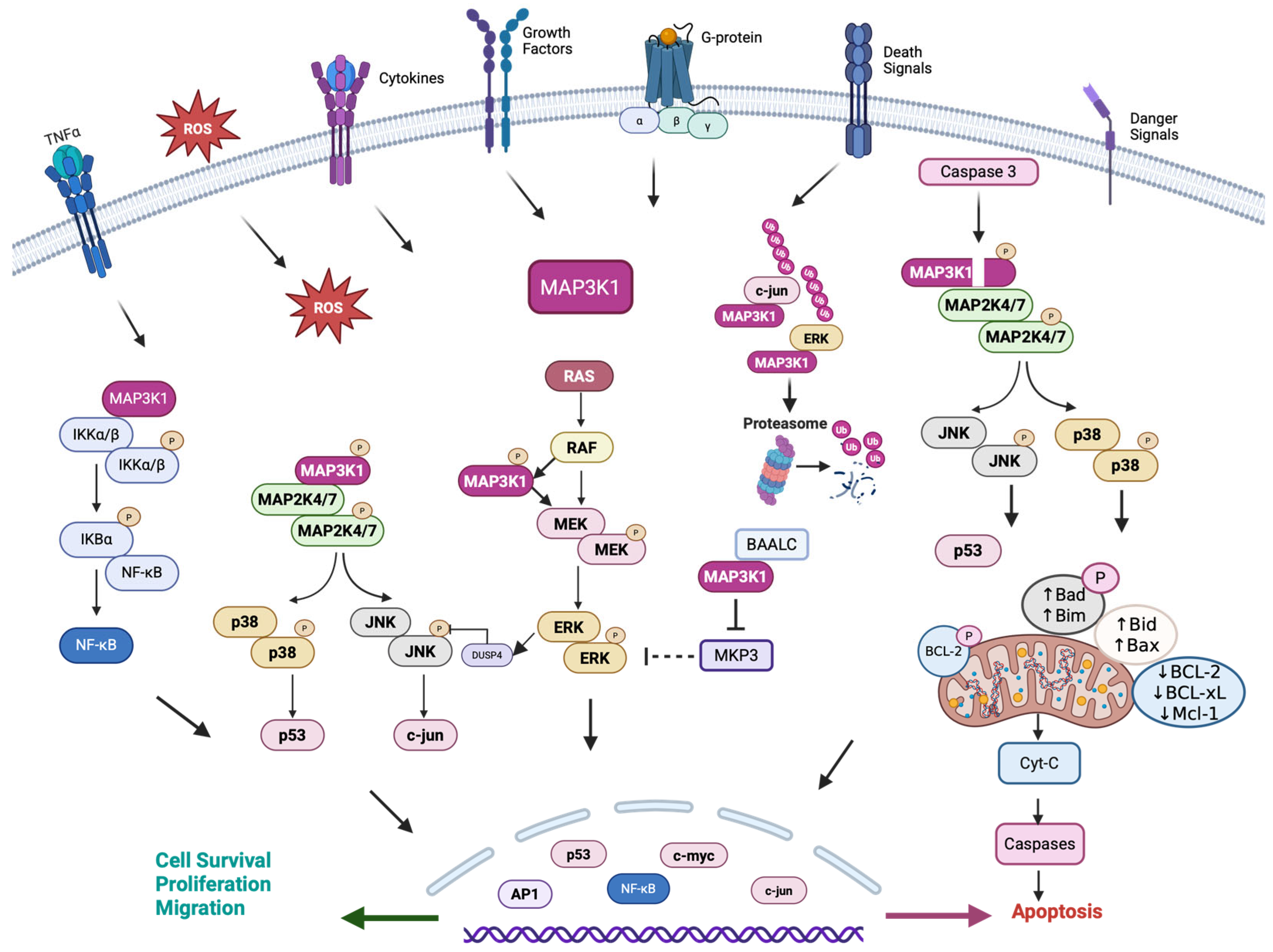 MAP3K1: A Multifunctional Kinase at the Crossroads of Cancer ...