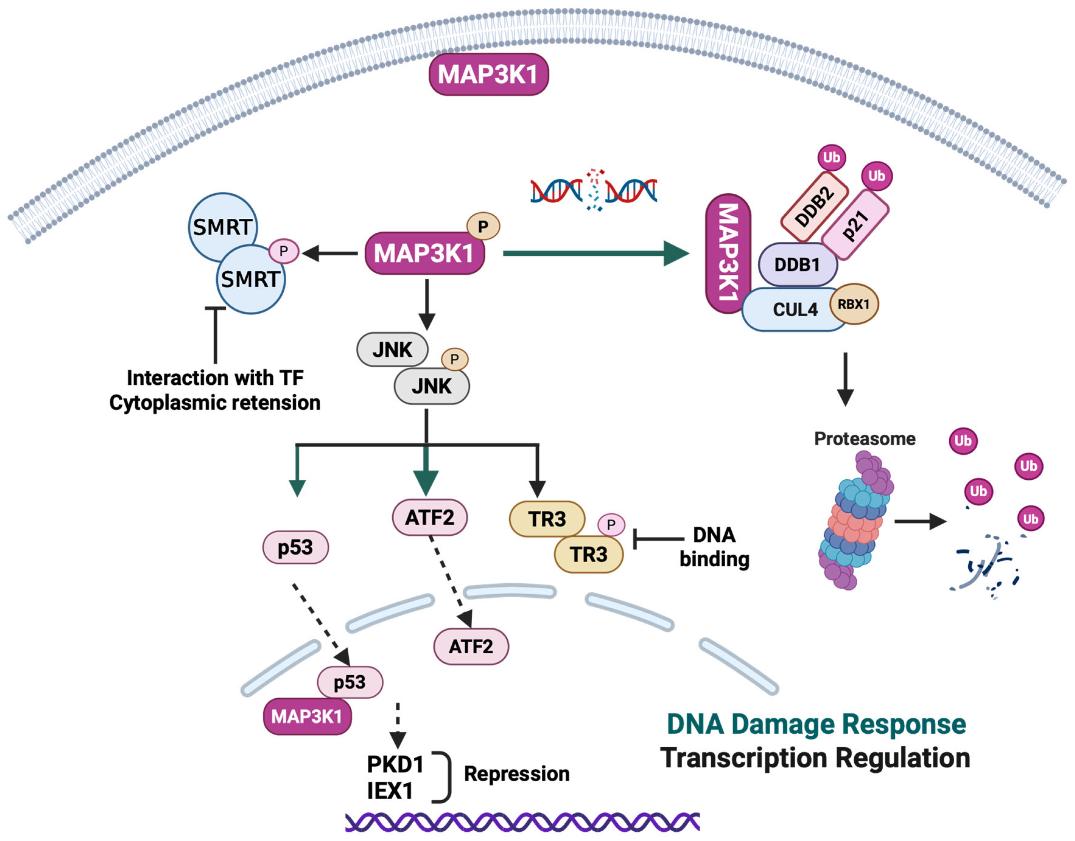 MAP3K1: A Multifunctional Kinase at the Crossroads of Cancer ...