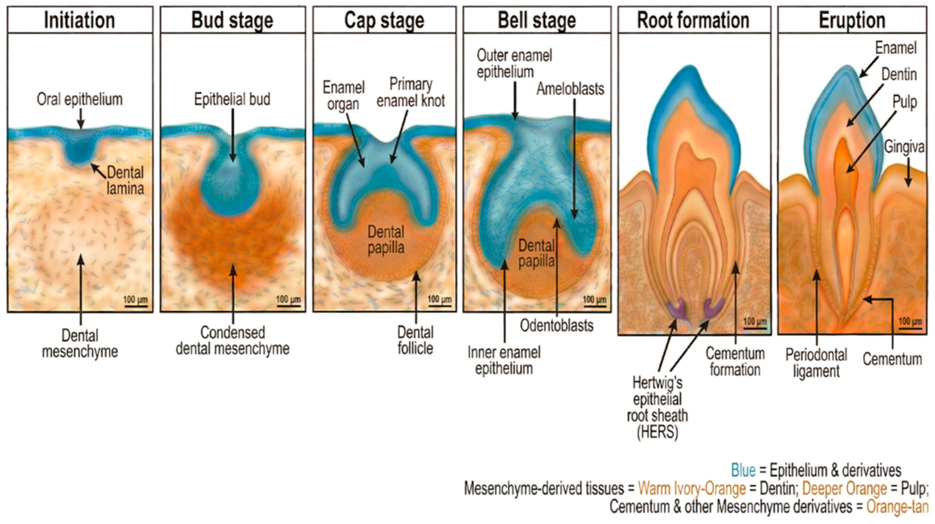 Mid Developmental Ridge Tooth Integrated Genetic Networks and Epigenetic Regulation inTooth ...