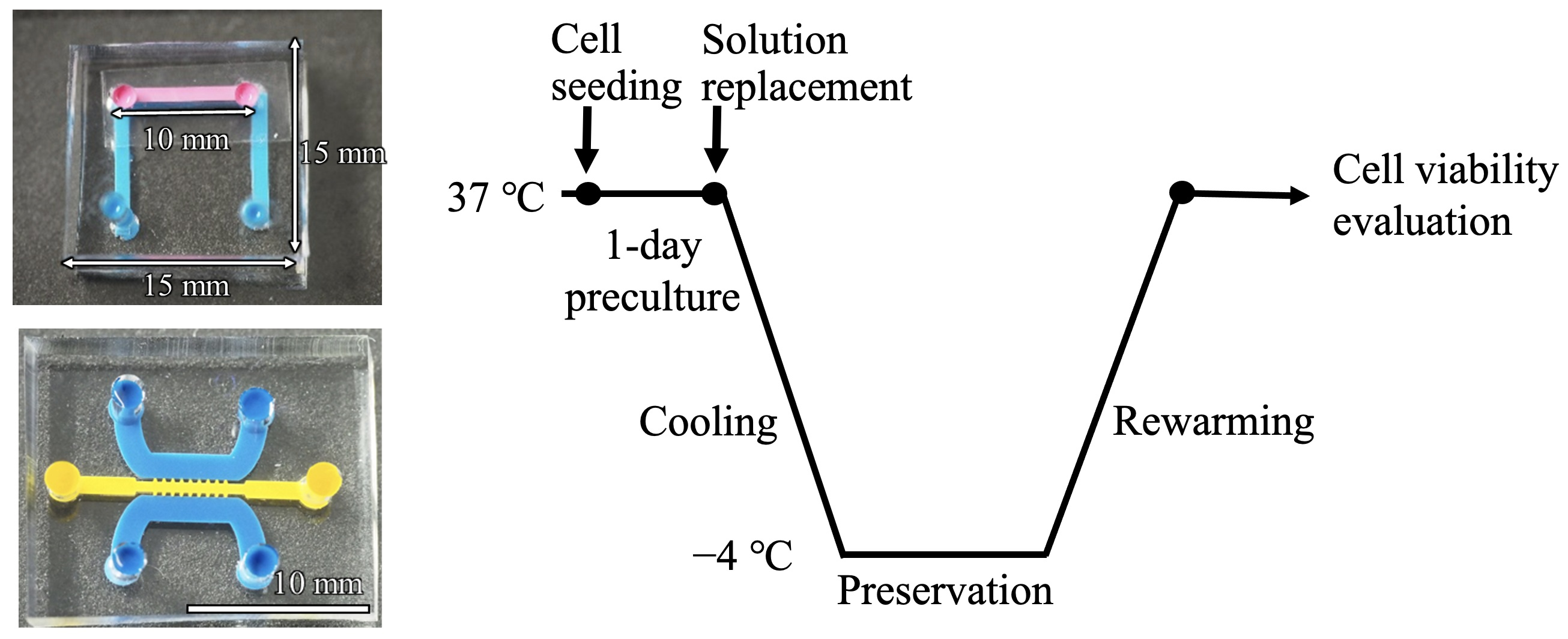 Development of Supercooling Preservation Method for Adherently Cultured ...