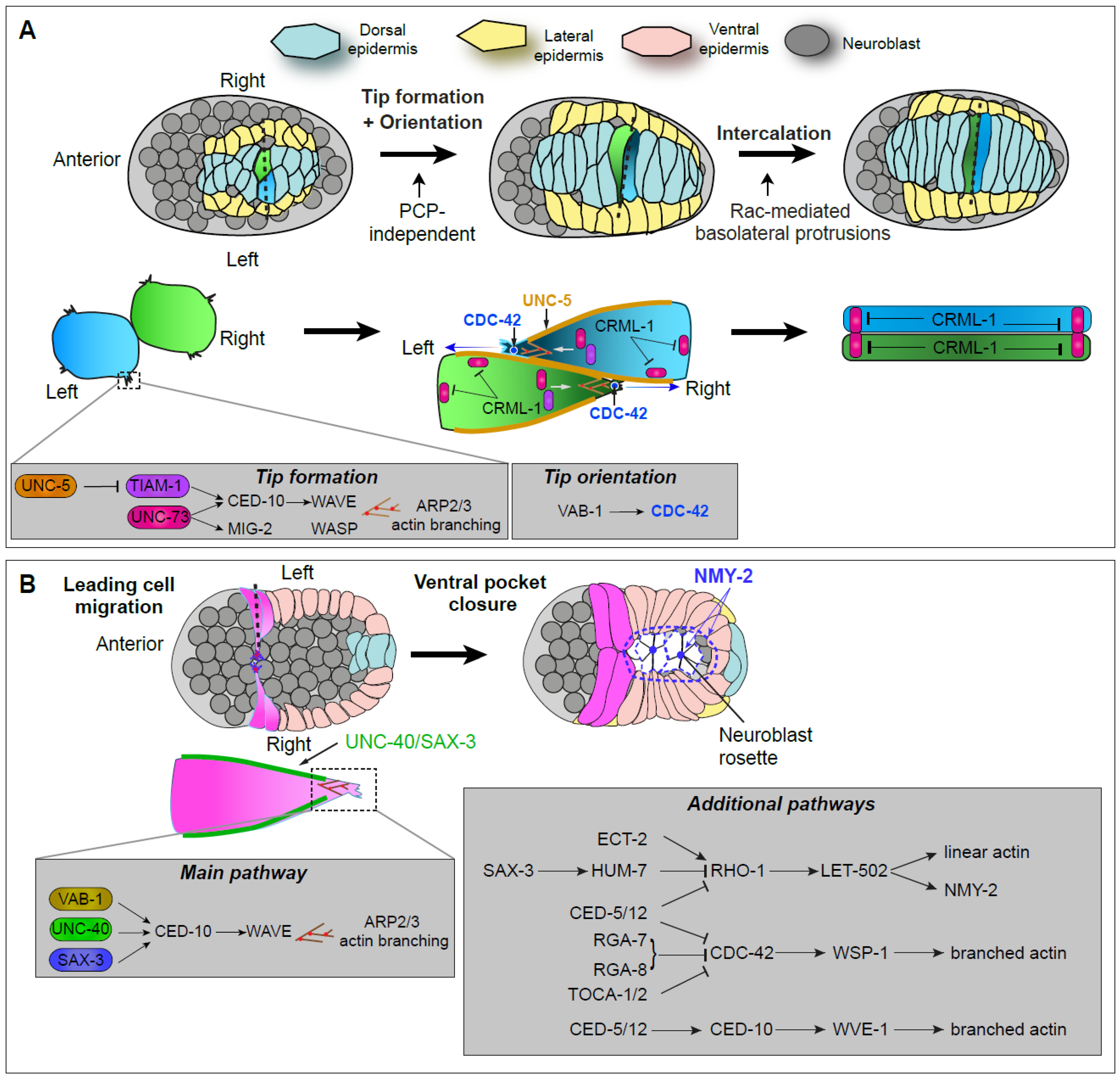 Cellular Processes and Forces Shaping the Embryo: Lessons from C. elegans