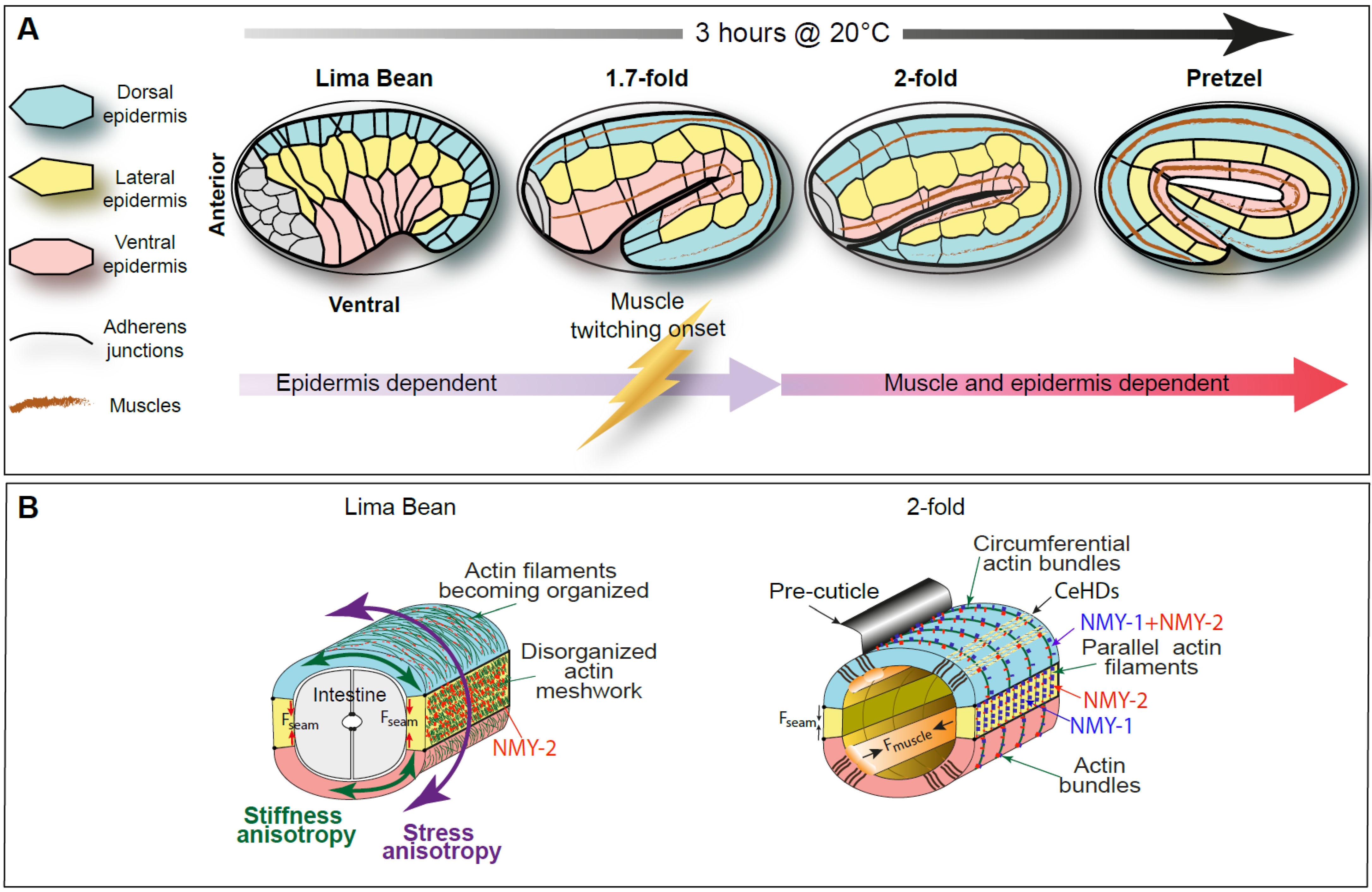 Cellular Processes and Forces Shaping the Embryo: Lessons from C. elegans