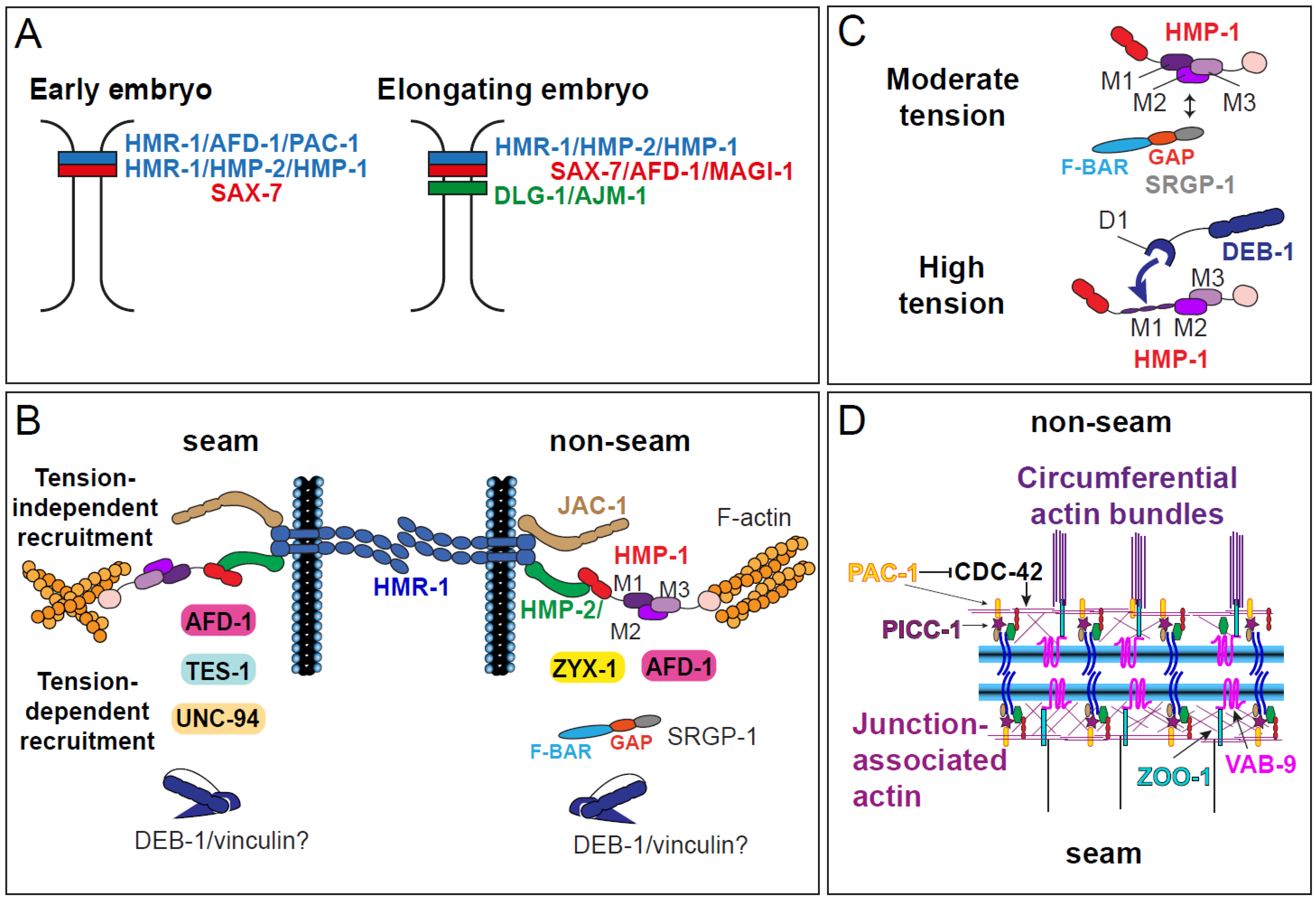 Cellular Processes and Forces Shaping the Embryo: Lessons from C. elegans