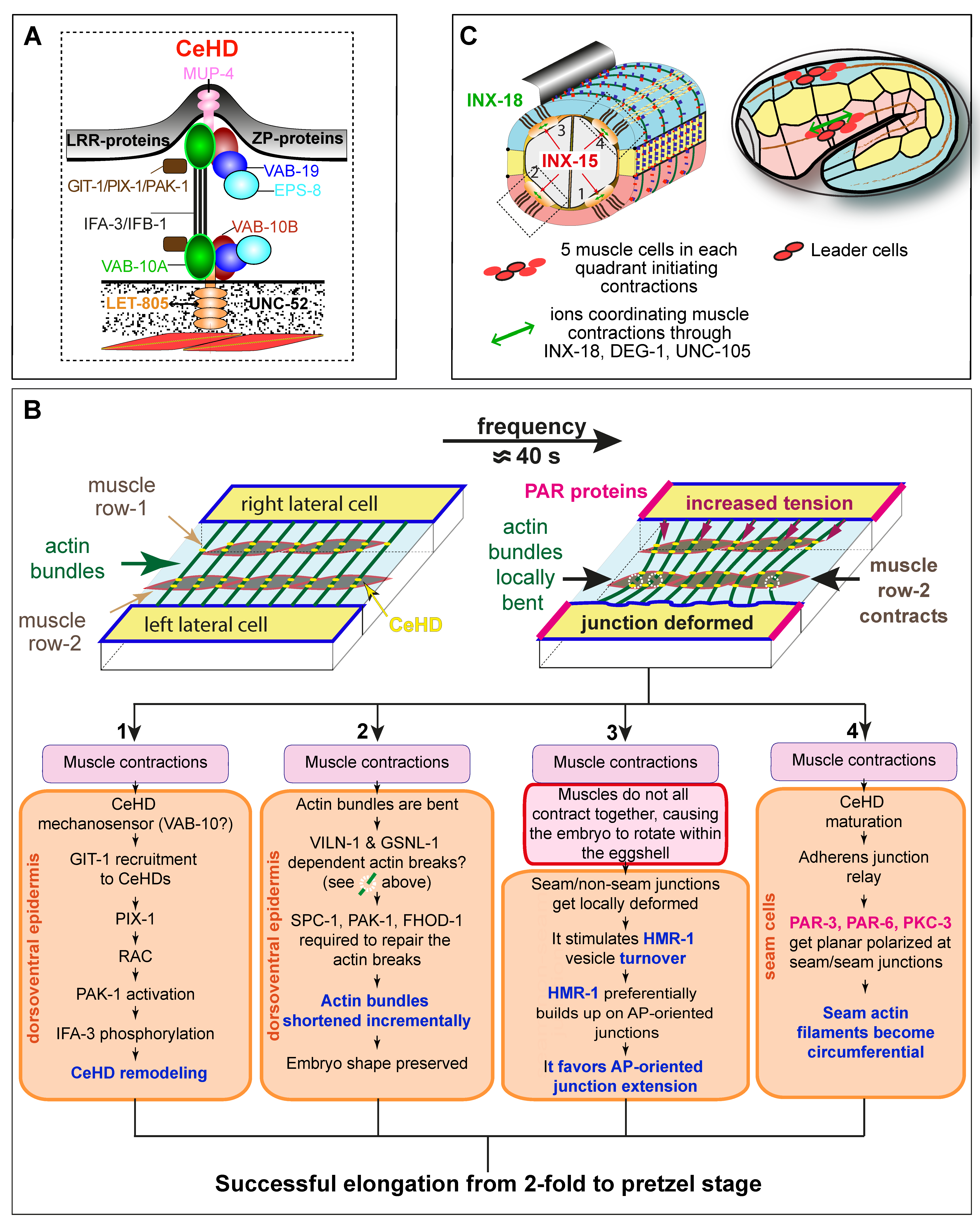 Cellular Processes and Forces Shaping the Embryo: Lessons from C. elegans