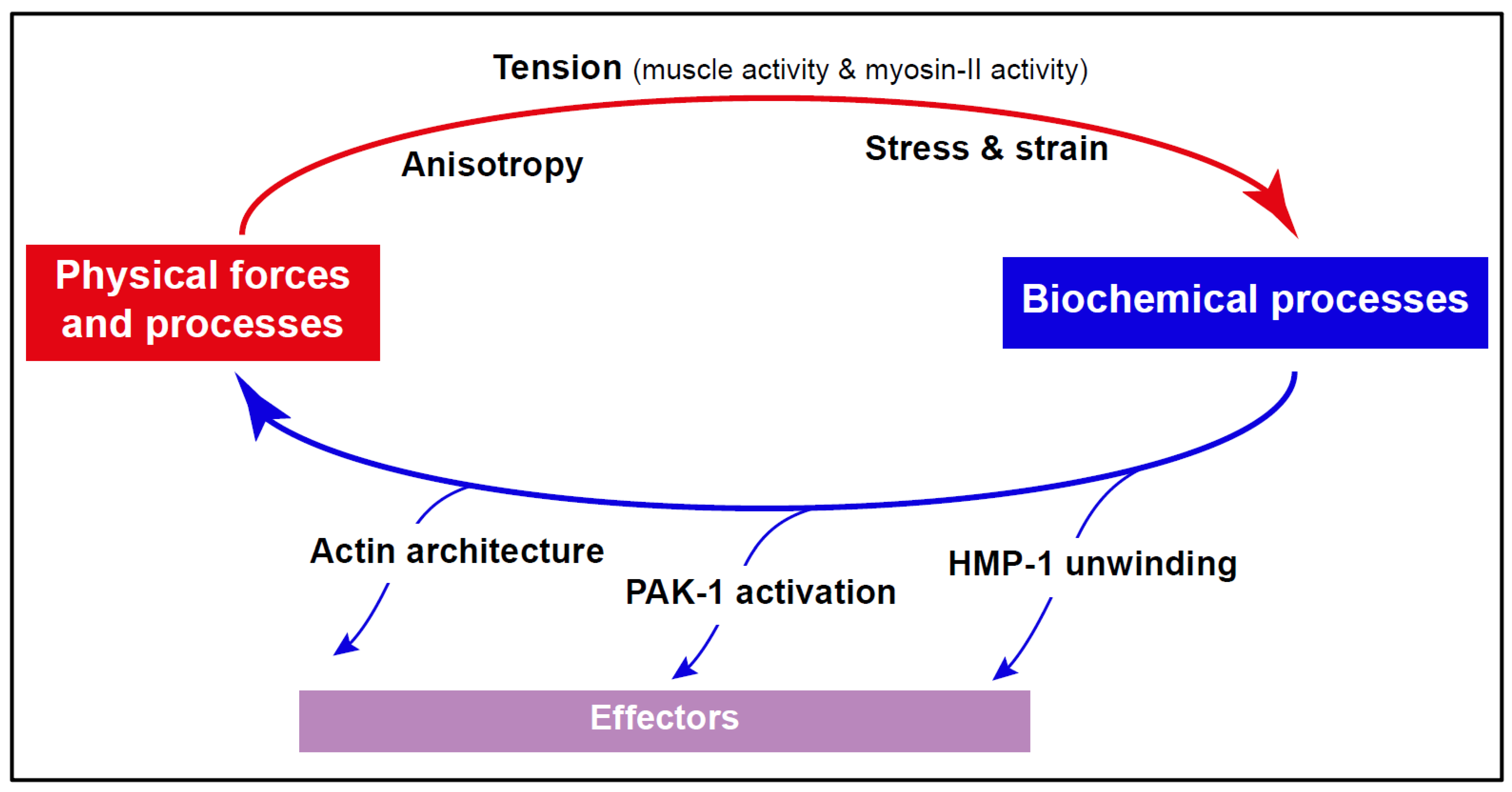 Cellular Processes and Forces Shaping the Embryo: Lessons from C. elegans