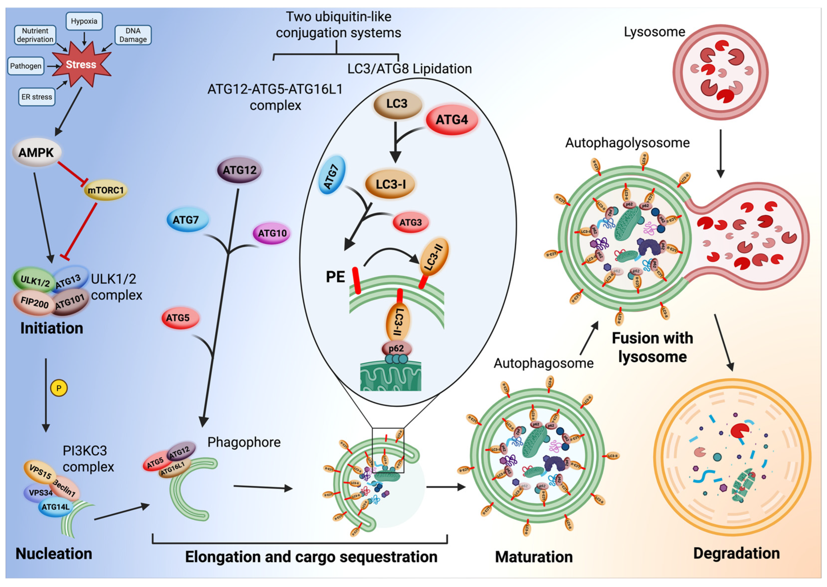 Autophagy–Actin Crosstalk: Implications for Cellular Homeostasis and ...