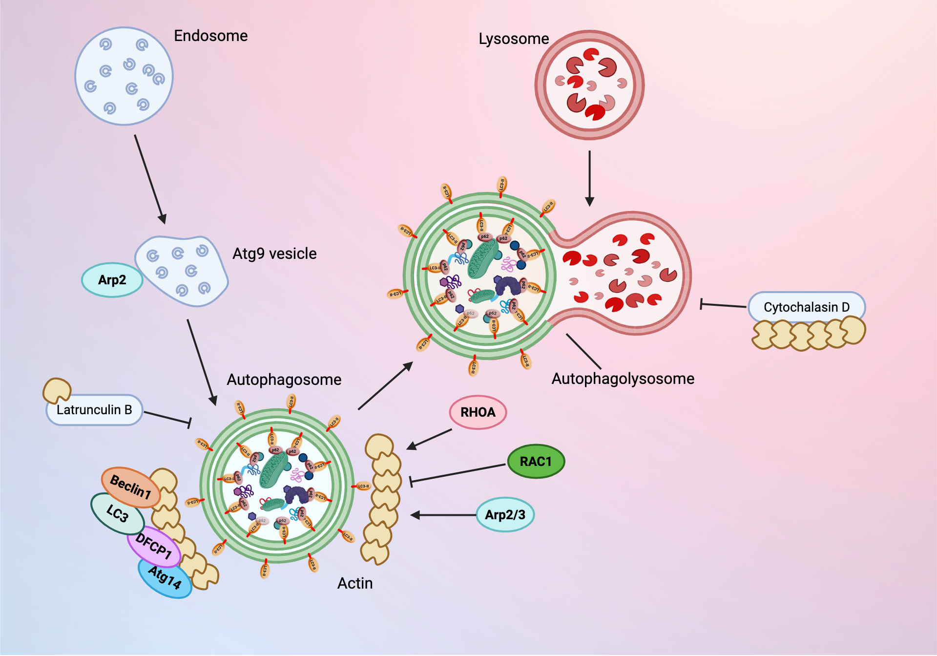 Autophagy–Actin Crosstalk: Implications for Cellular Homeostasis and ...