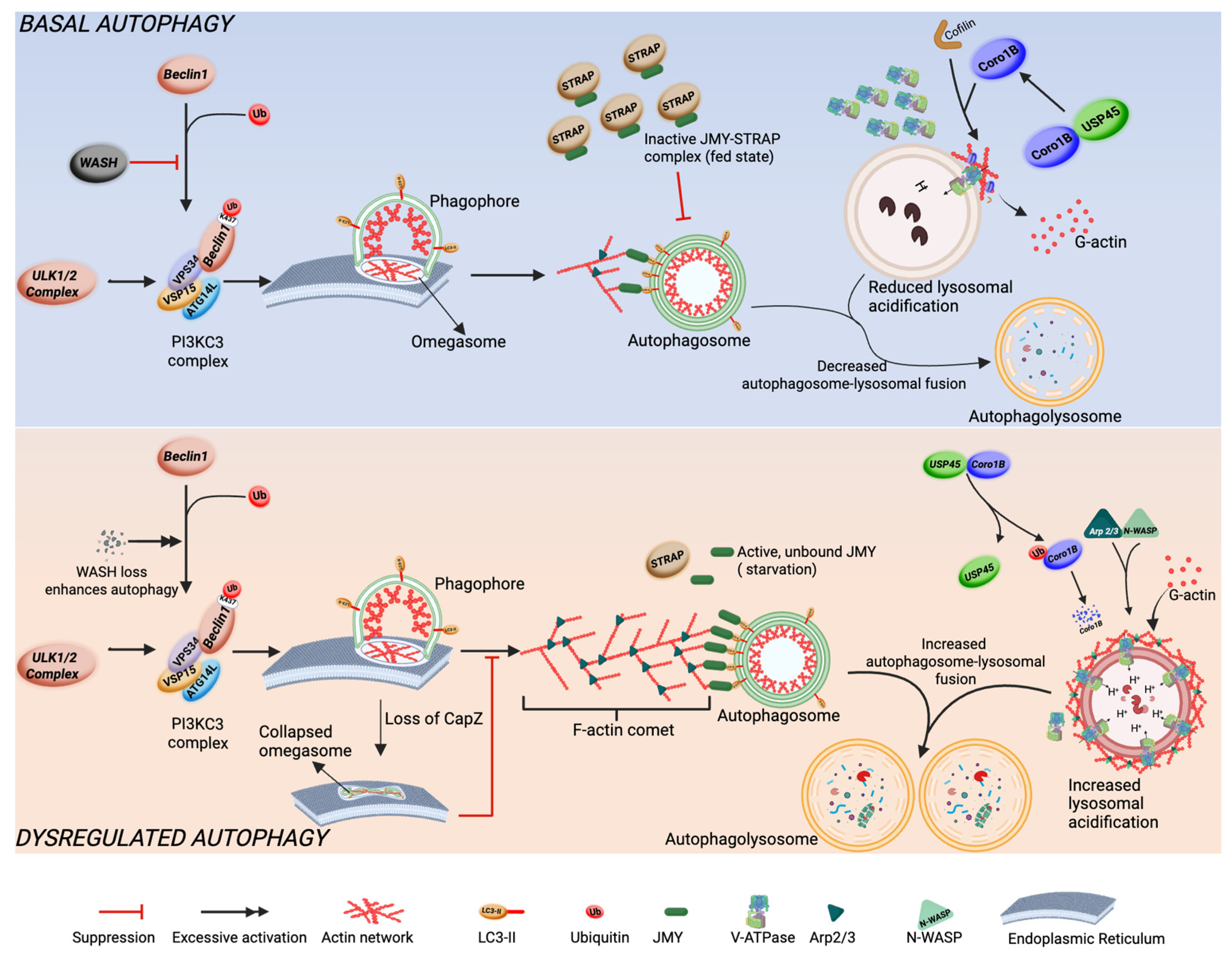 Autophagy–Actin Crosstalk: Implications for Cellular Homeostasis and ...