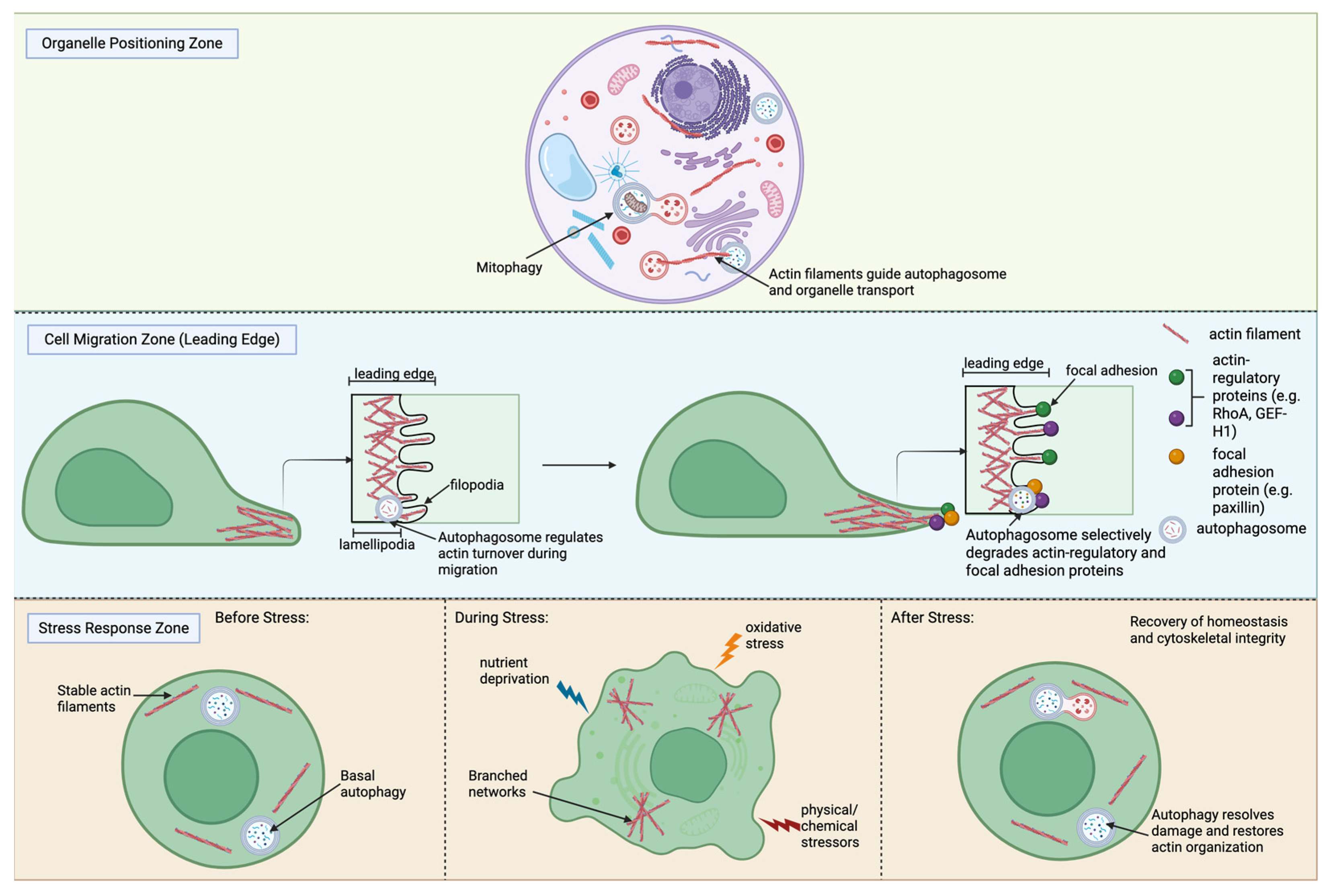 Autophagy–Actin Crosstalk: Implications for Cellular Homeostasis and ...