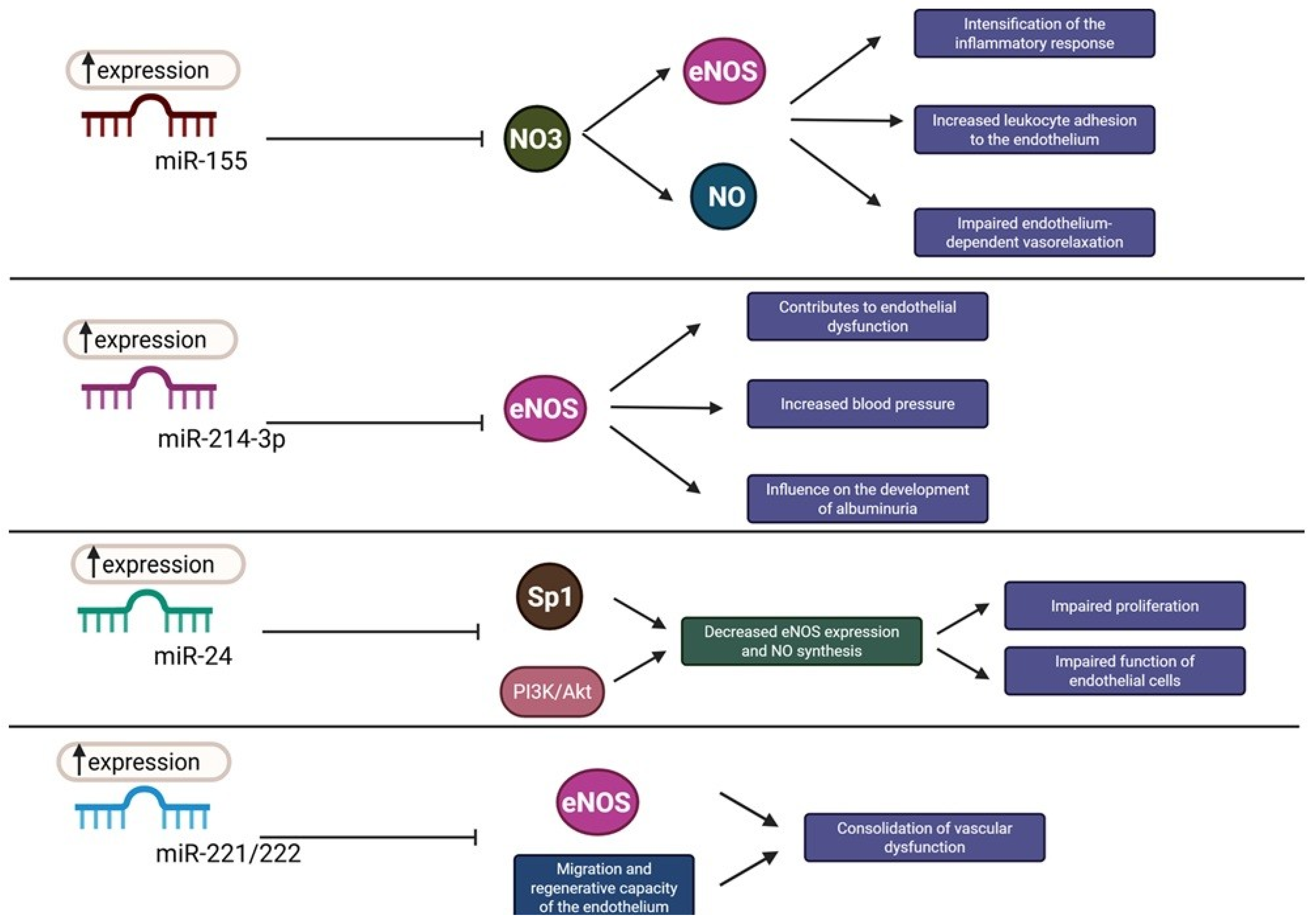 The Role of Non-Coding RNA in the Pathogenesis of Hypertensive Nephropathy