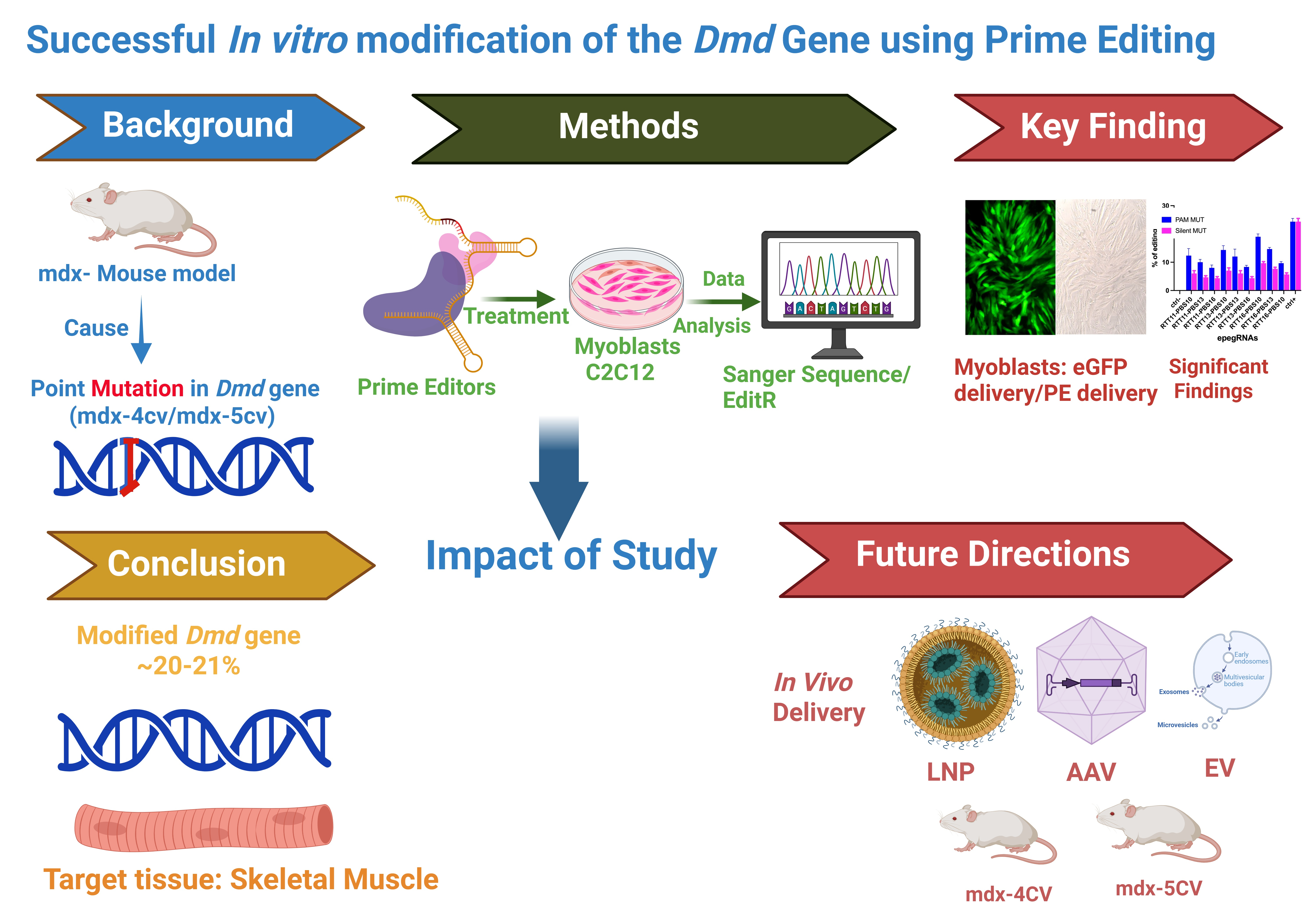 Successful In Vitro Modification of the Dmd Gene Using Prime Editing