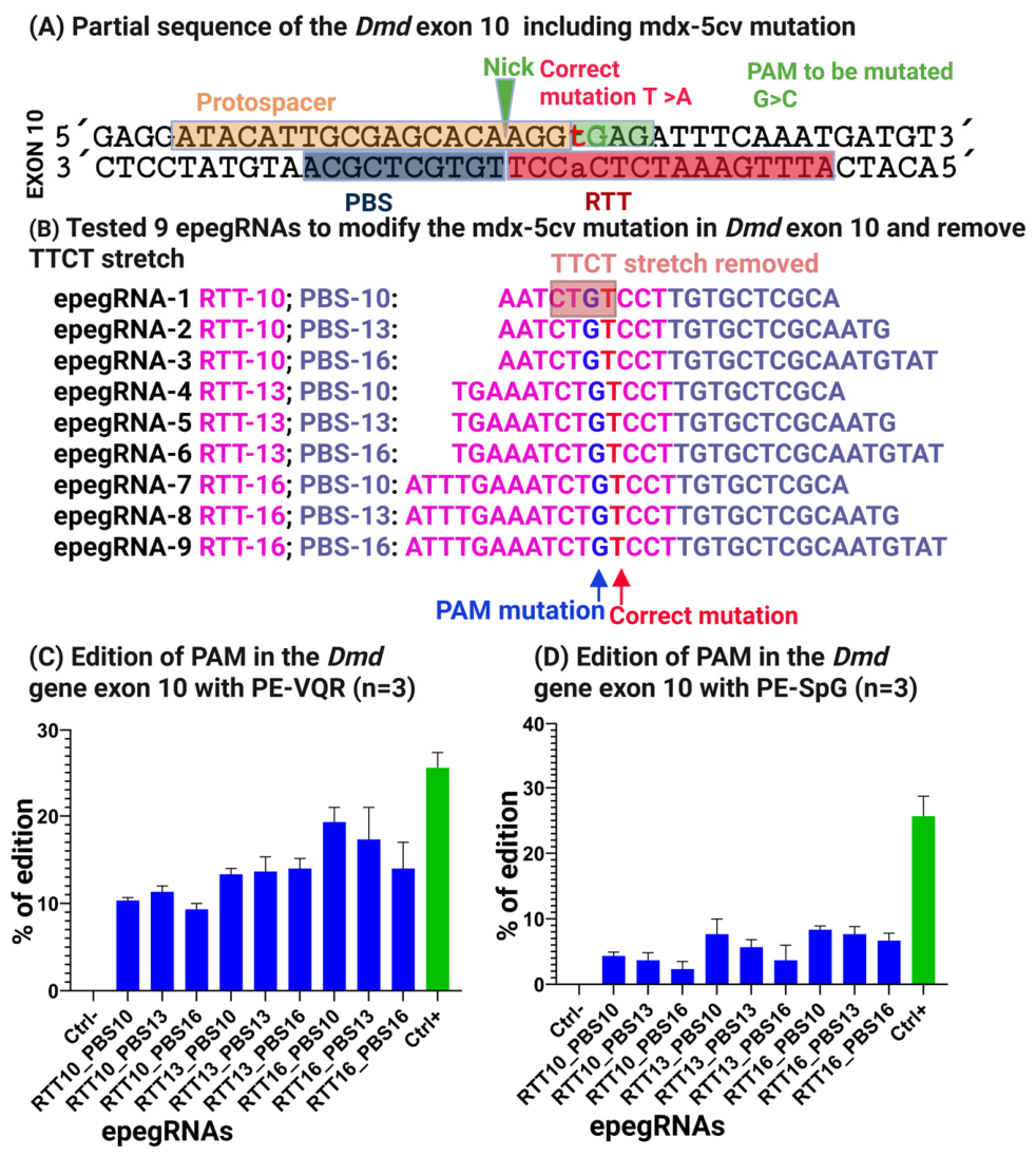 Successful In Vitro Modification of the Dmd Gene Using Prime Editing