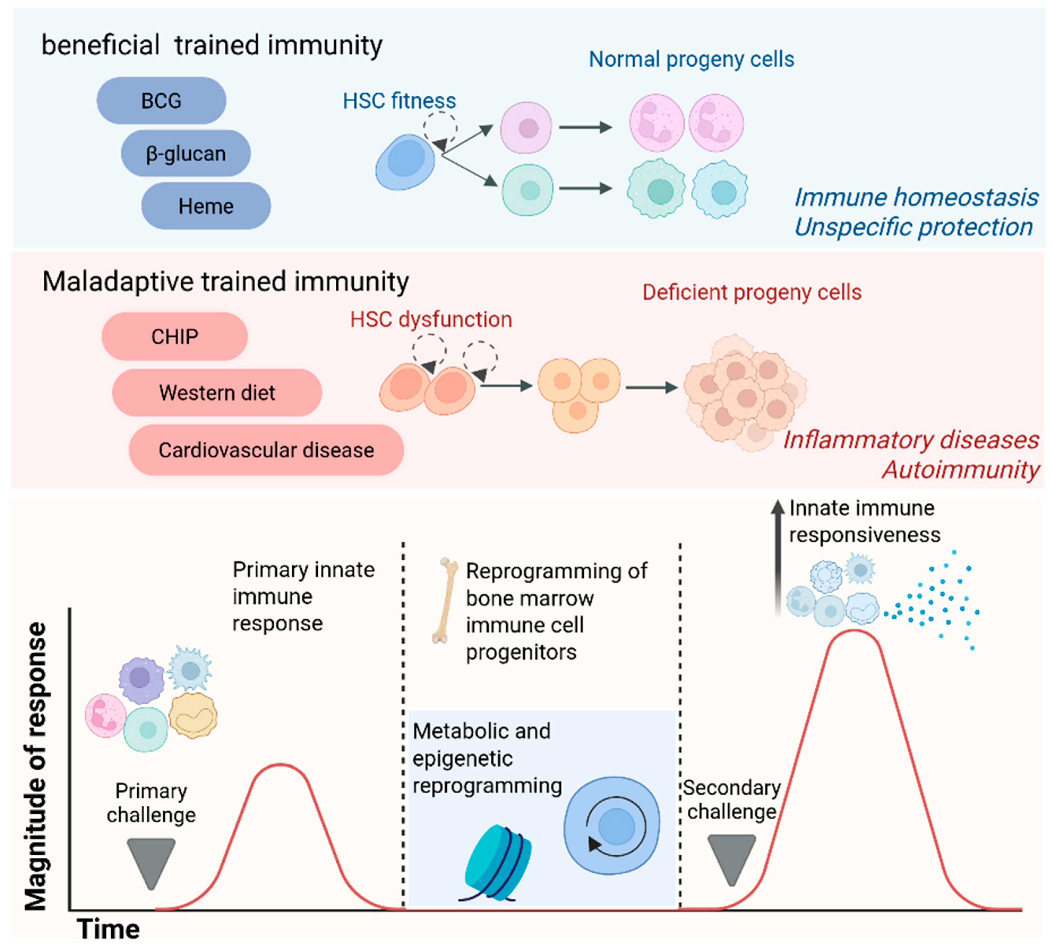 Trained Immunity in Neutrophils and Mononuclear Phagocytes: Mechanisms ...