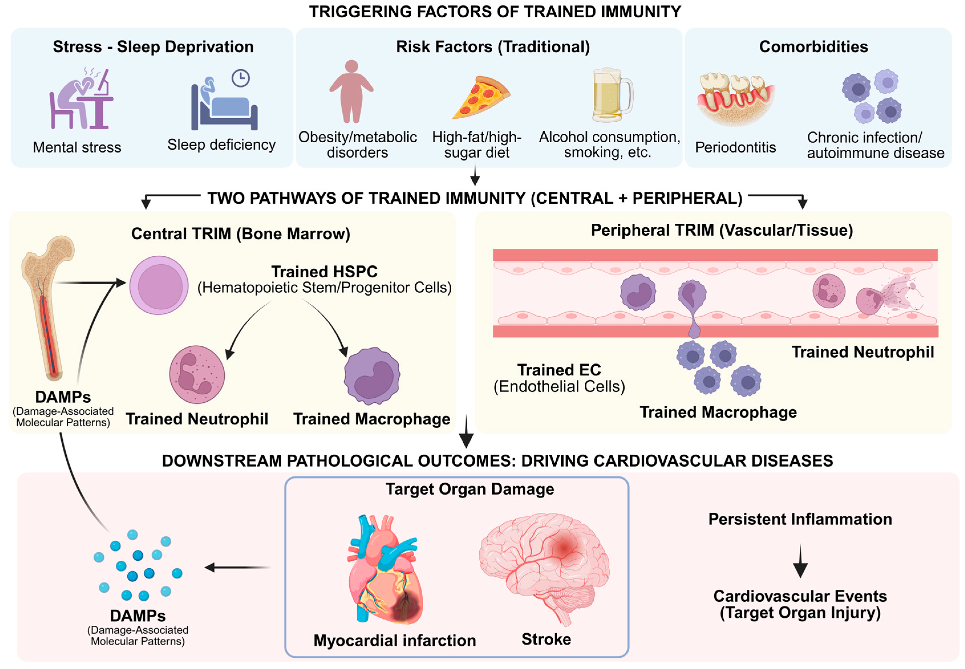 Trained Immunity in Neutrophils and Mononuclear Phagocytes: Mechanisms ...