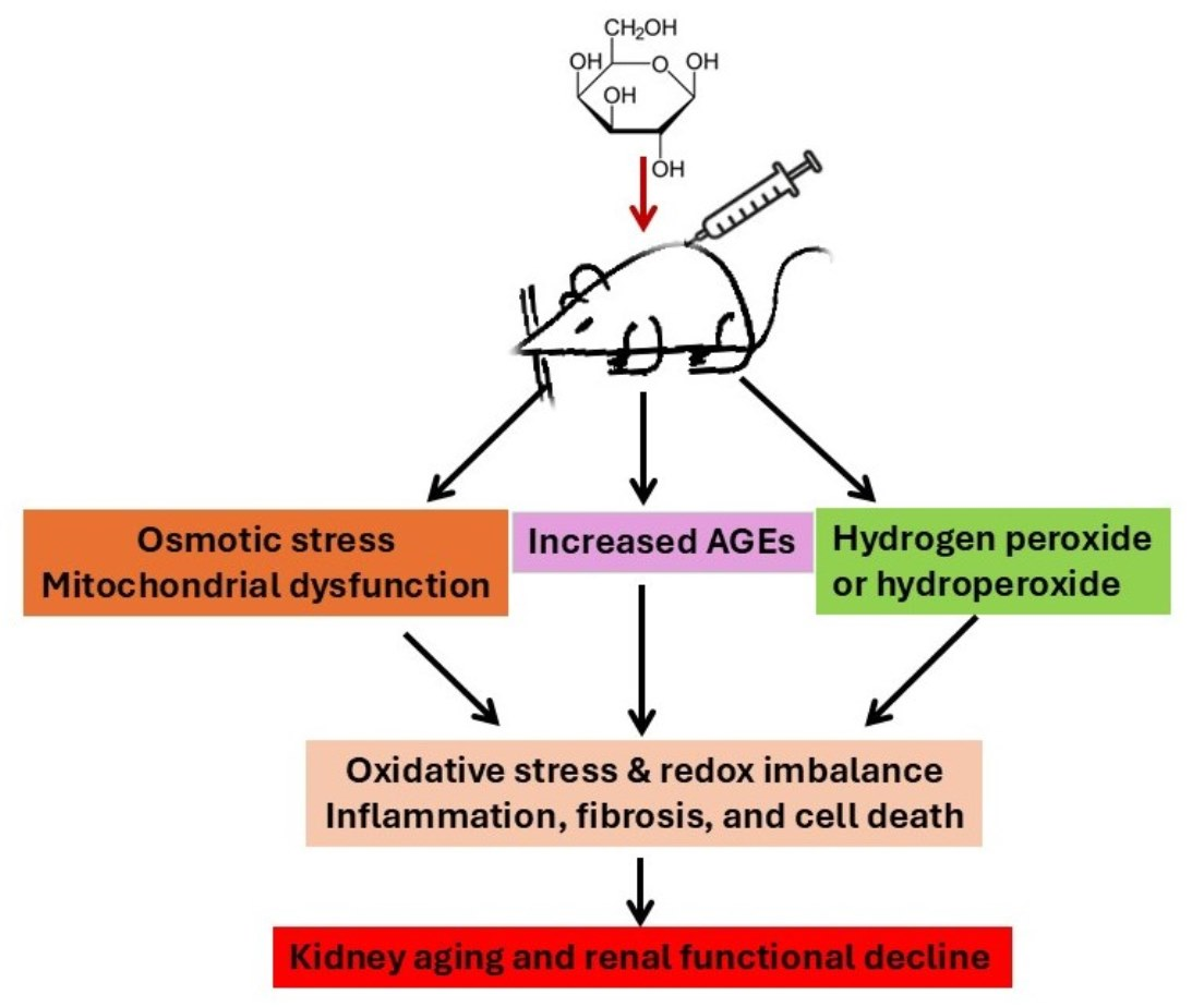 Rodent Models of D-Galactose Induction of Accelerated Aging: A Platform ...