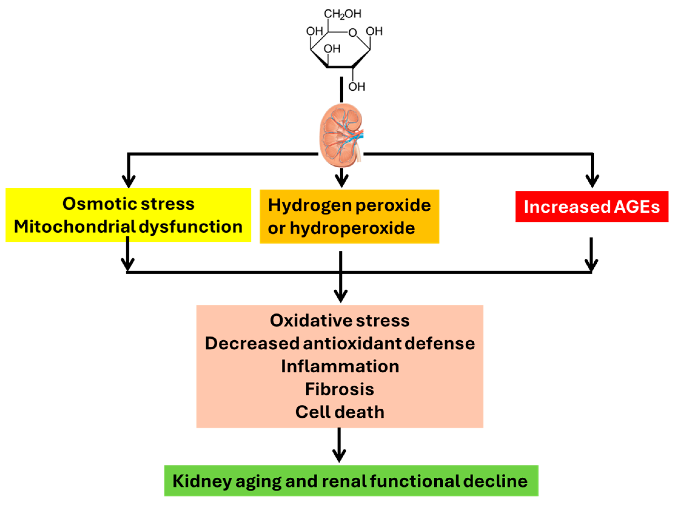 Rodent Models of D-Galactose Induction of Accelerated Aging: A Platform ...