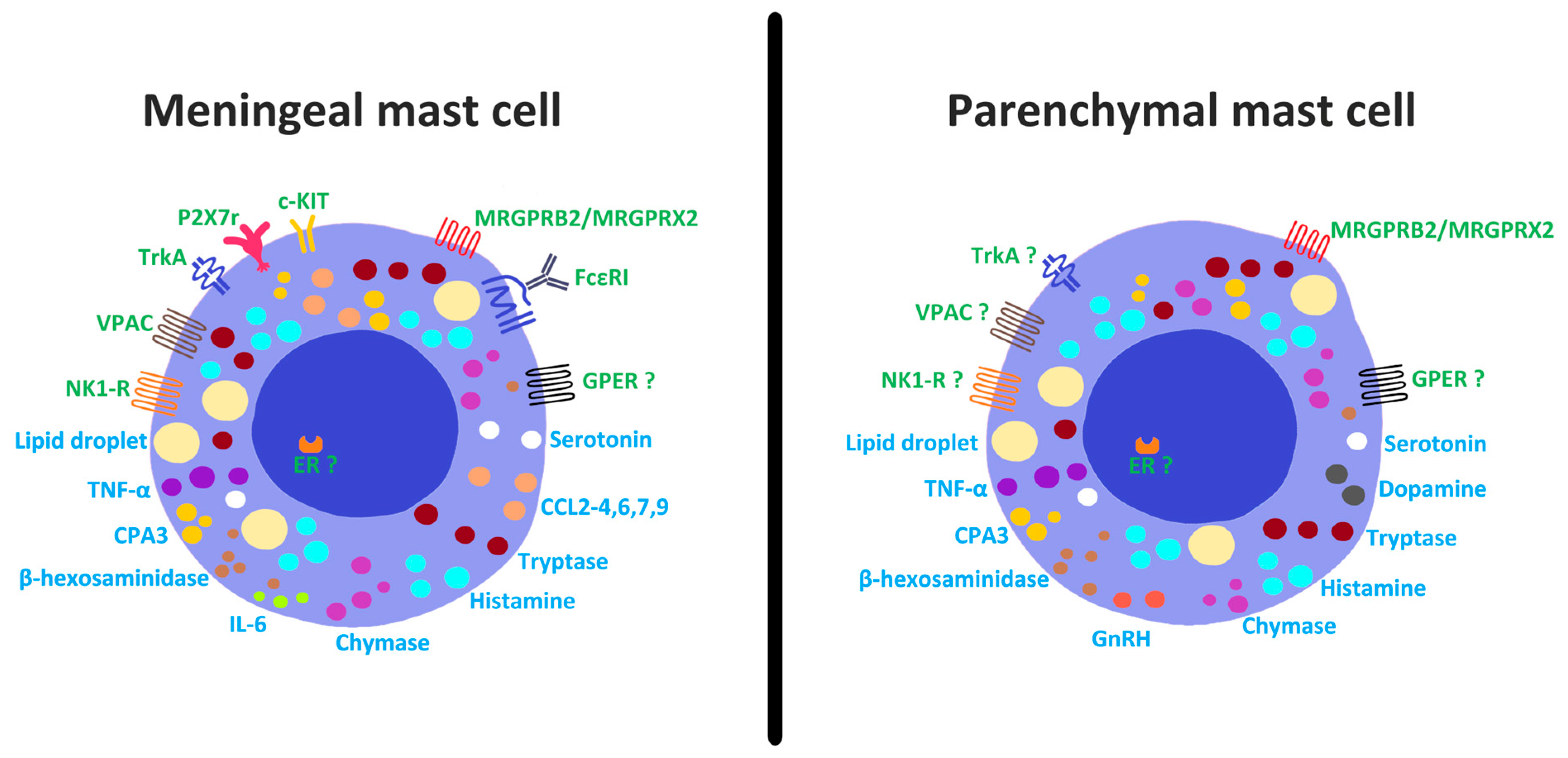 Mast Cells in the Brain: Enduring Mysteries, Emerging Roles
