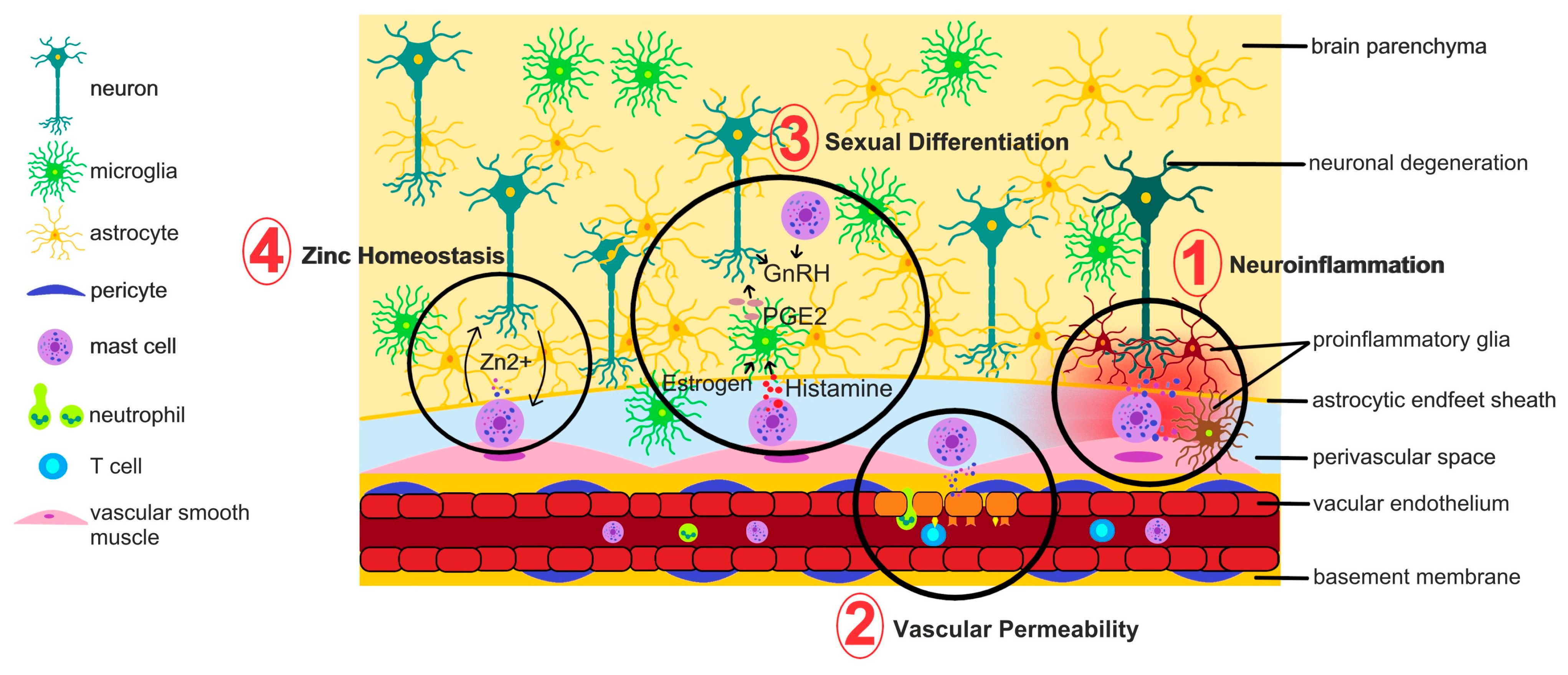 Mast Cells in the Brain: Enduring Mysteries, Emerging Roles