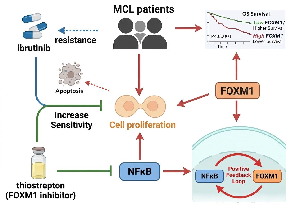 FOXM1 and NFκB Form a Positive Feedback Loop to Promote Cell Growth and ...