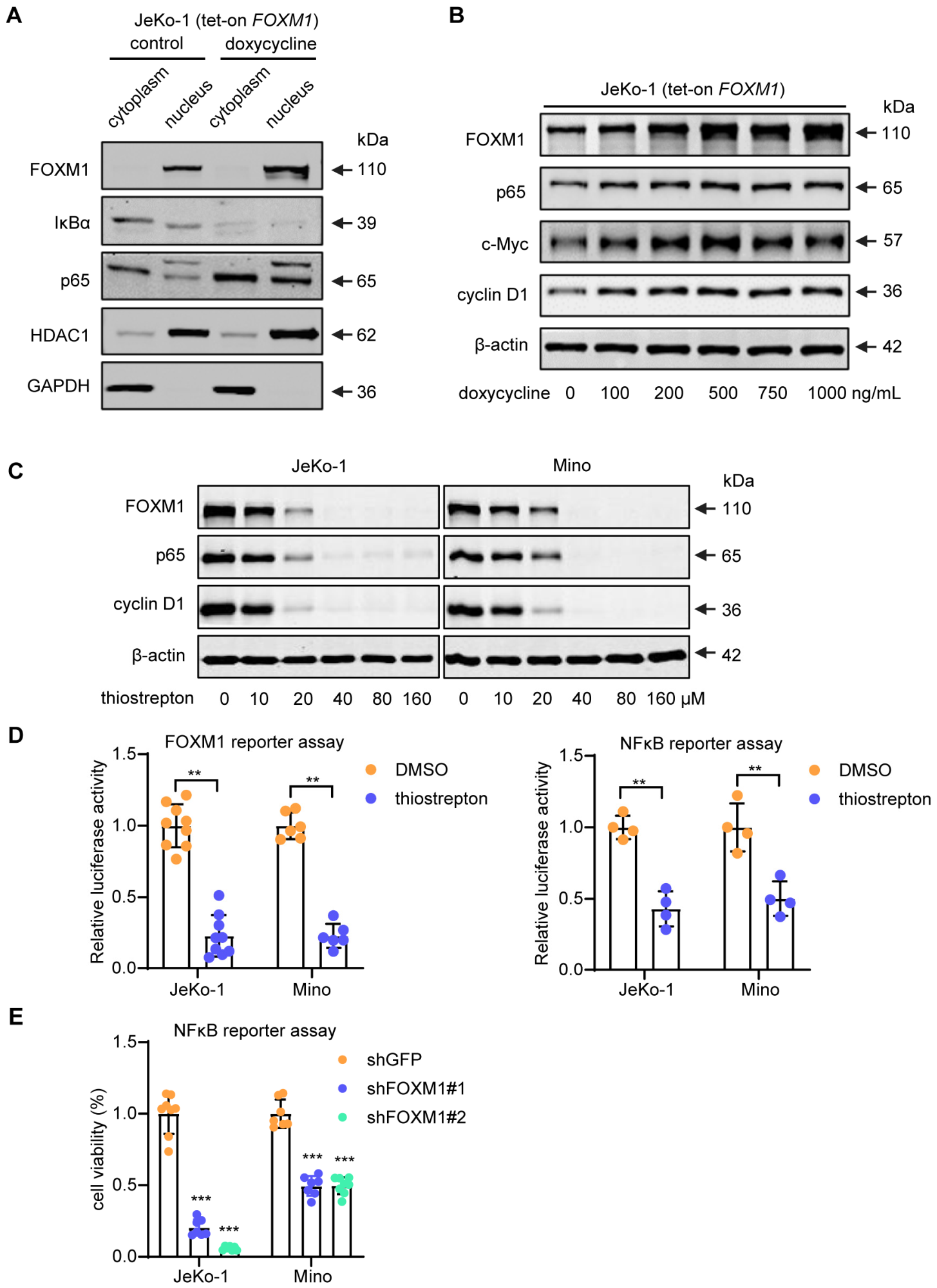 FOXM1 and NFκB Form a Positive Feedback Loop to Promote Cell Growth and ...