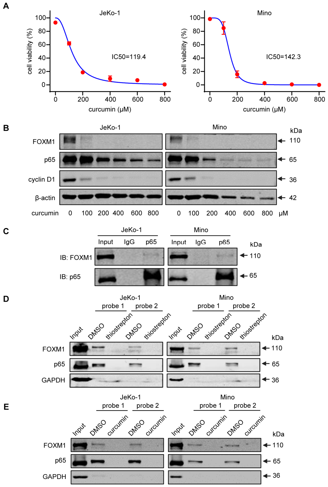 FOXM1 and NFκB Form a Positive Feedback Loop to Promote Cell Growth and ...