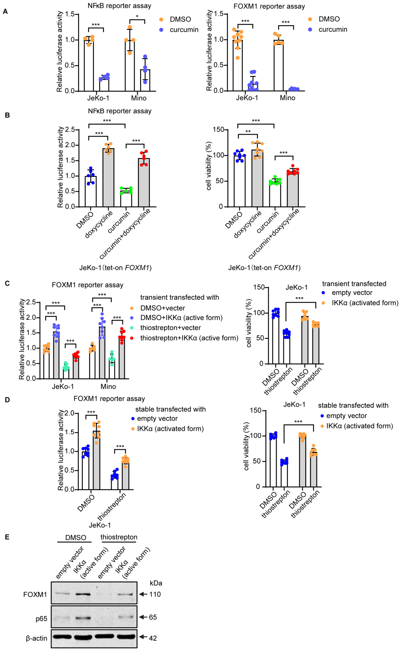 FOXM1 and NFκB Form a Positive Feedback Loop to Promote Cell Growth and ...