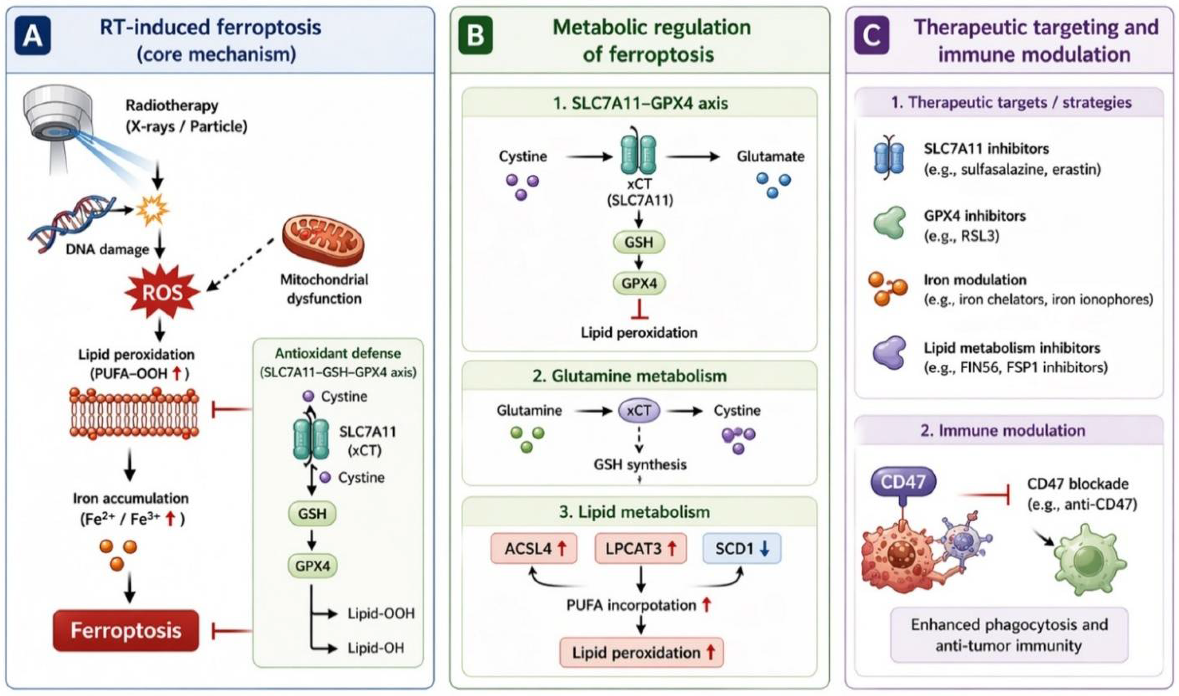 Inducing Ferroptosis to Enhance Radiotherapy in Head and Neck Cancer ...