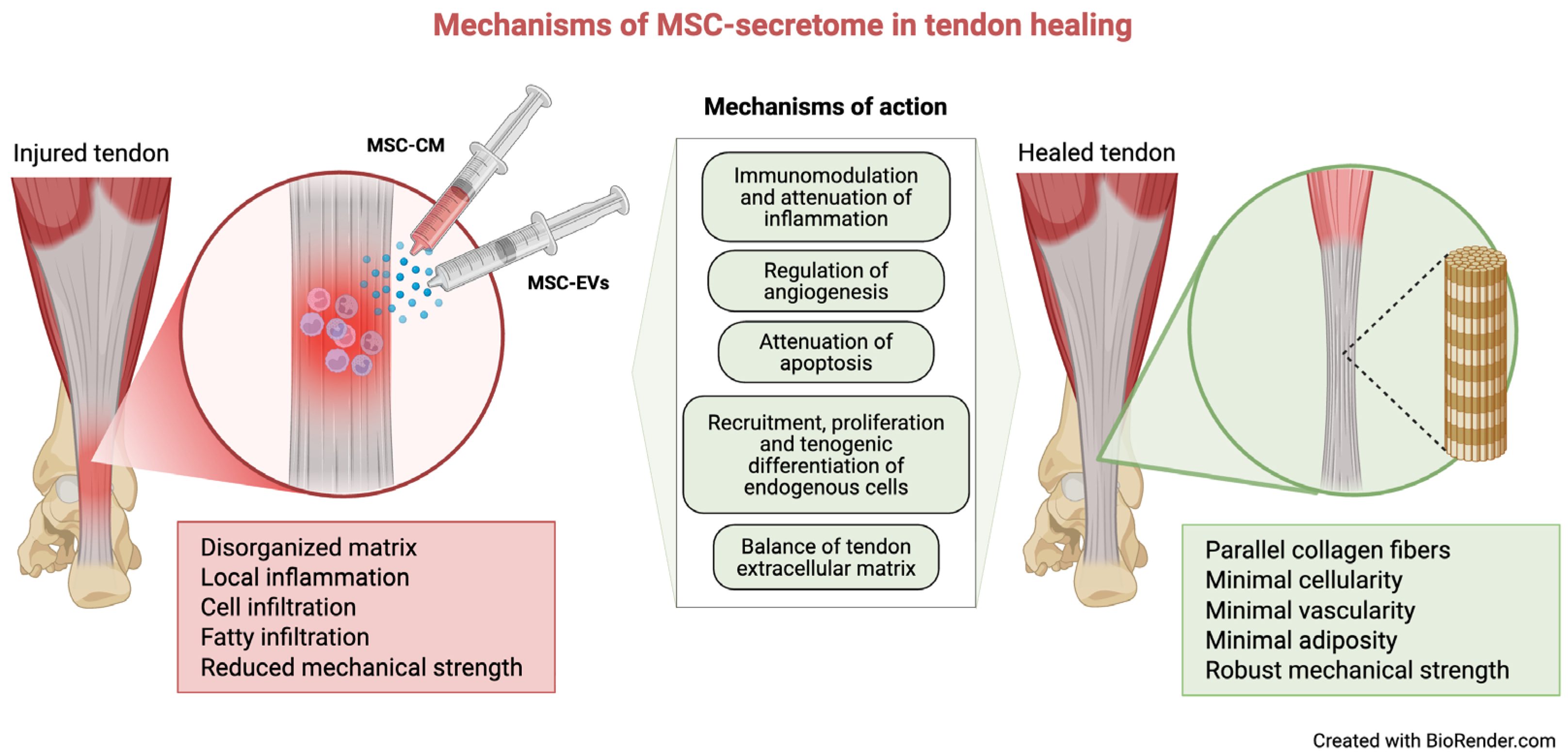 Mesenchymal Stem Cell Secretome in Tendon Regeneration: Therapeutic ...