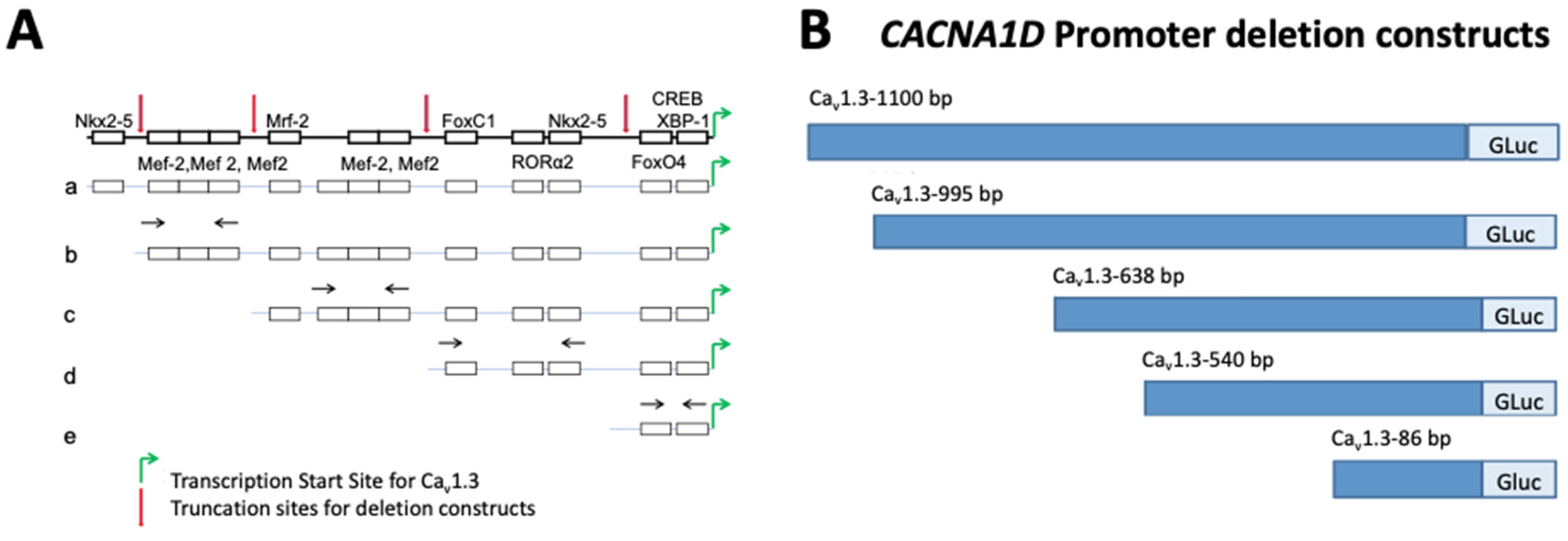 C-Terminus of Cav1.3 L-Type Ca2+ Channel Upregulates Its Own Gene ...