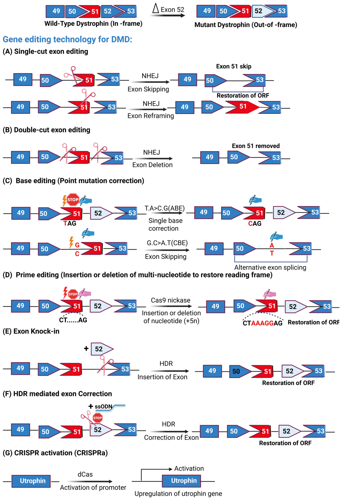 Gene Editing Strategies for Duchenne Muscular Dystrophy: From Molecular ...