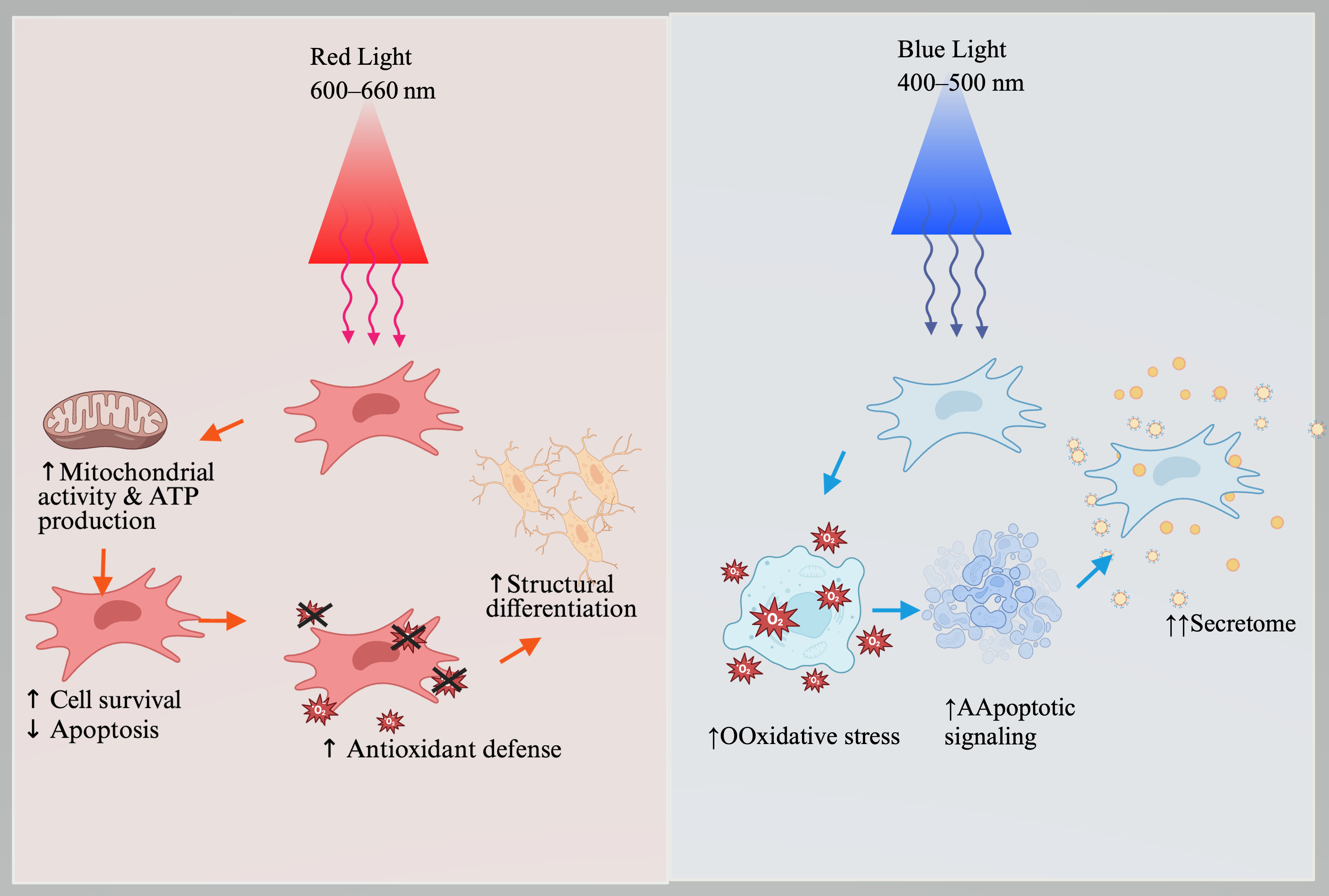 Wavelength-Dependent Modulation of Mesenchymal Stem Cell Fate: A ...